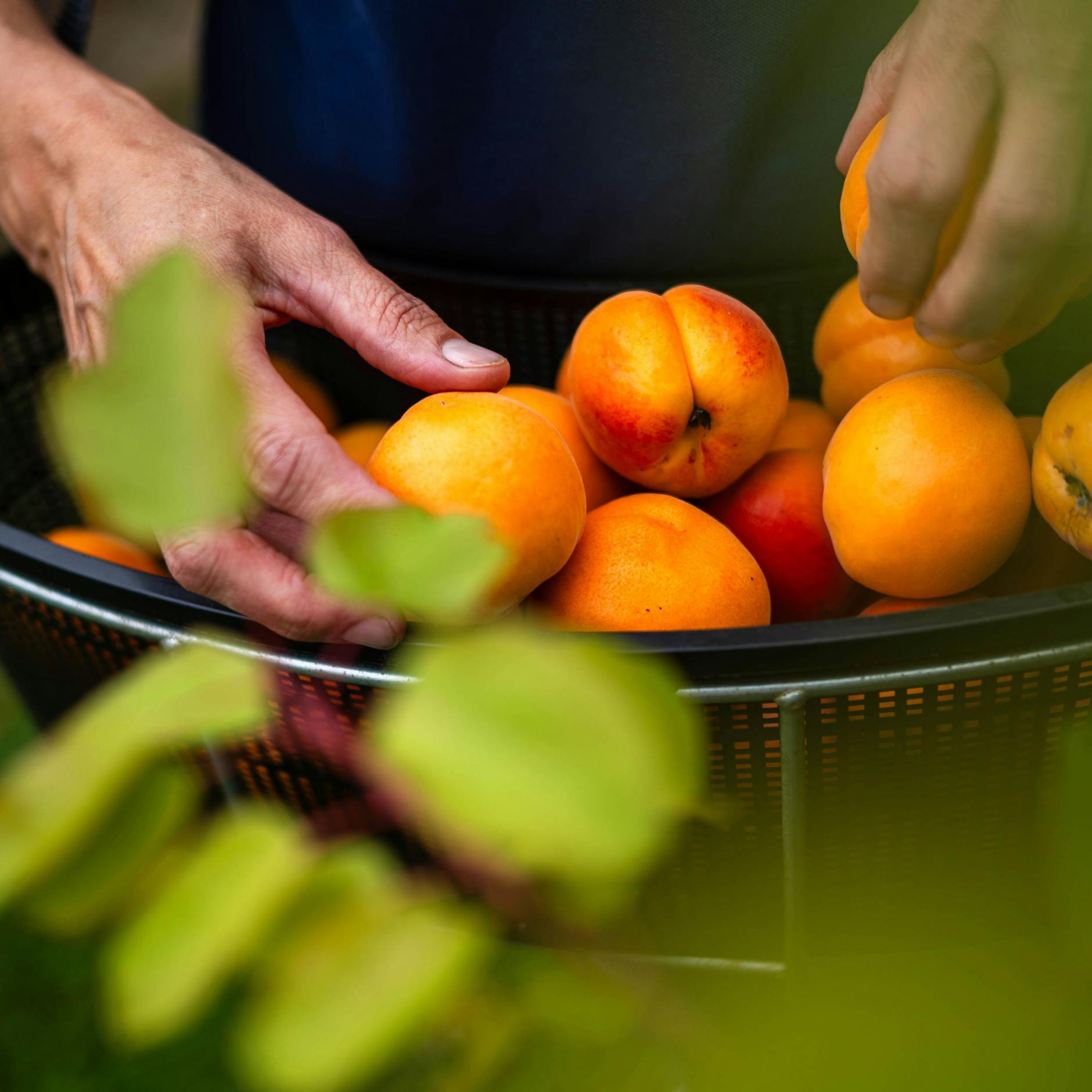 Image - Süßer, feiner Klops: Unser Rezept für Marillenknödel