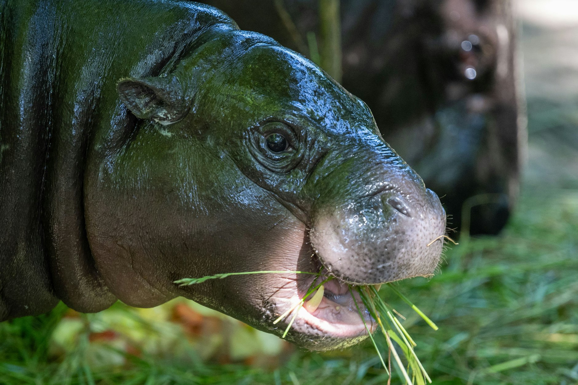 Zwergflusspferd Toni mampft Gras im Berliner Zoo. (Archivbild)