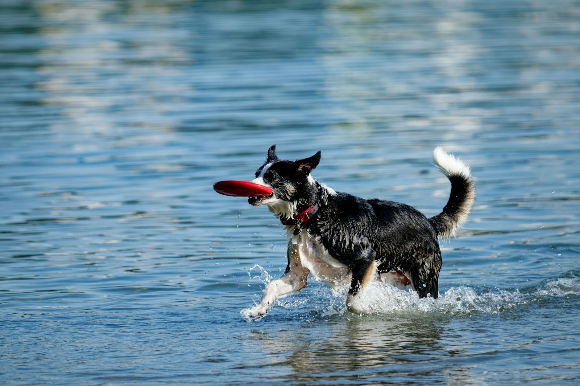 Ein Hund spielt im Wasser.