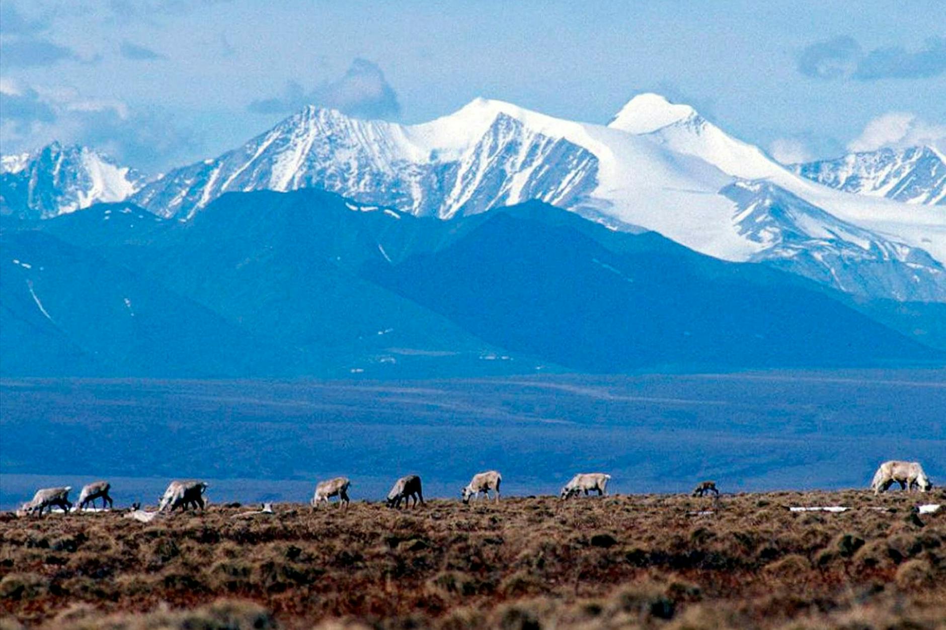 Karibus grasen im Schutzgebiet Arctic National Wildlife in Alaska. Doch Alaska hat mehr zu bieten als wilde Schönheit.
