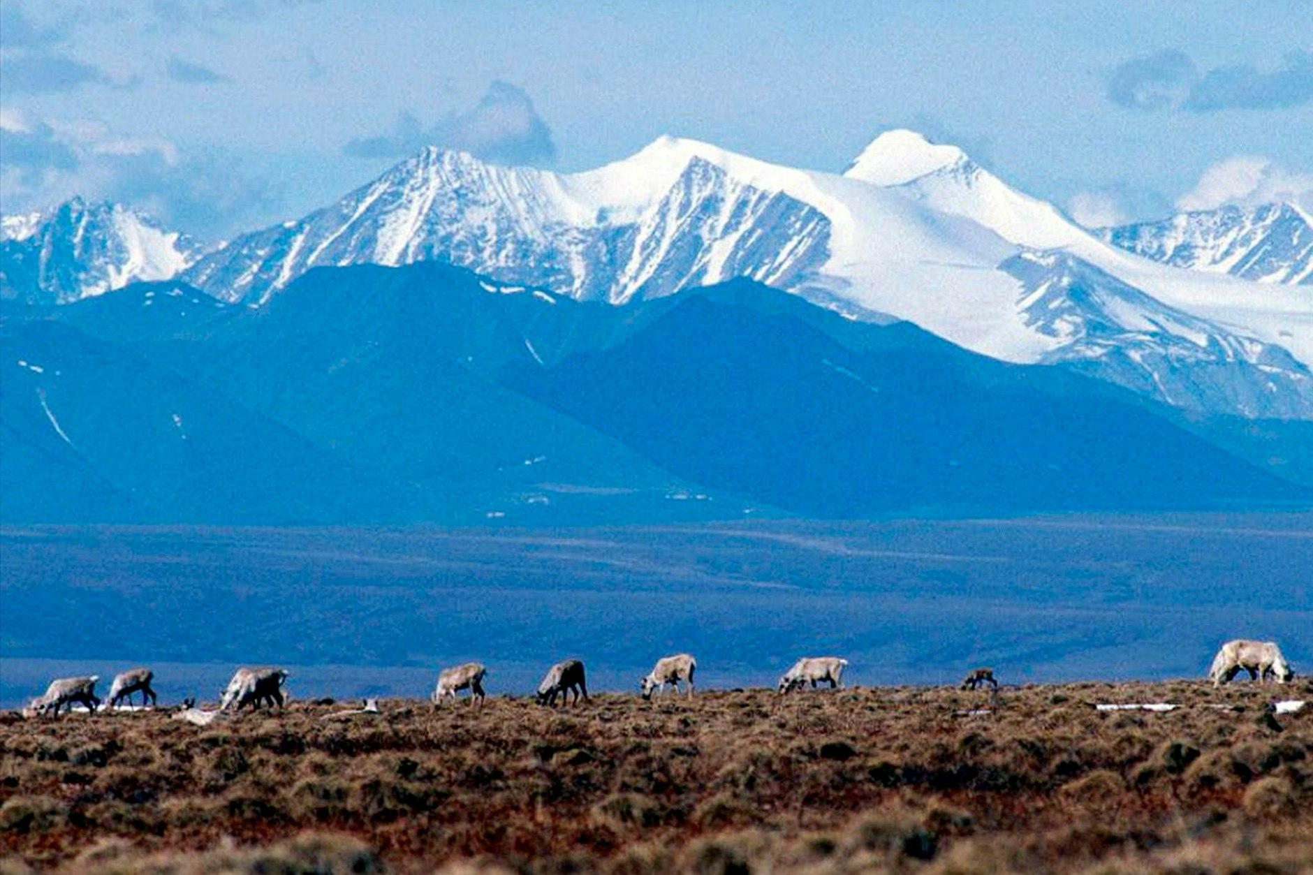 Karibus grasen im Schutzgebiet Arctic National Wildlife in Alaska. Doch Alaska hat mehr zu bieten als wilde Schönheit.