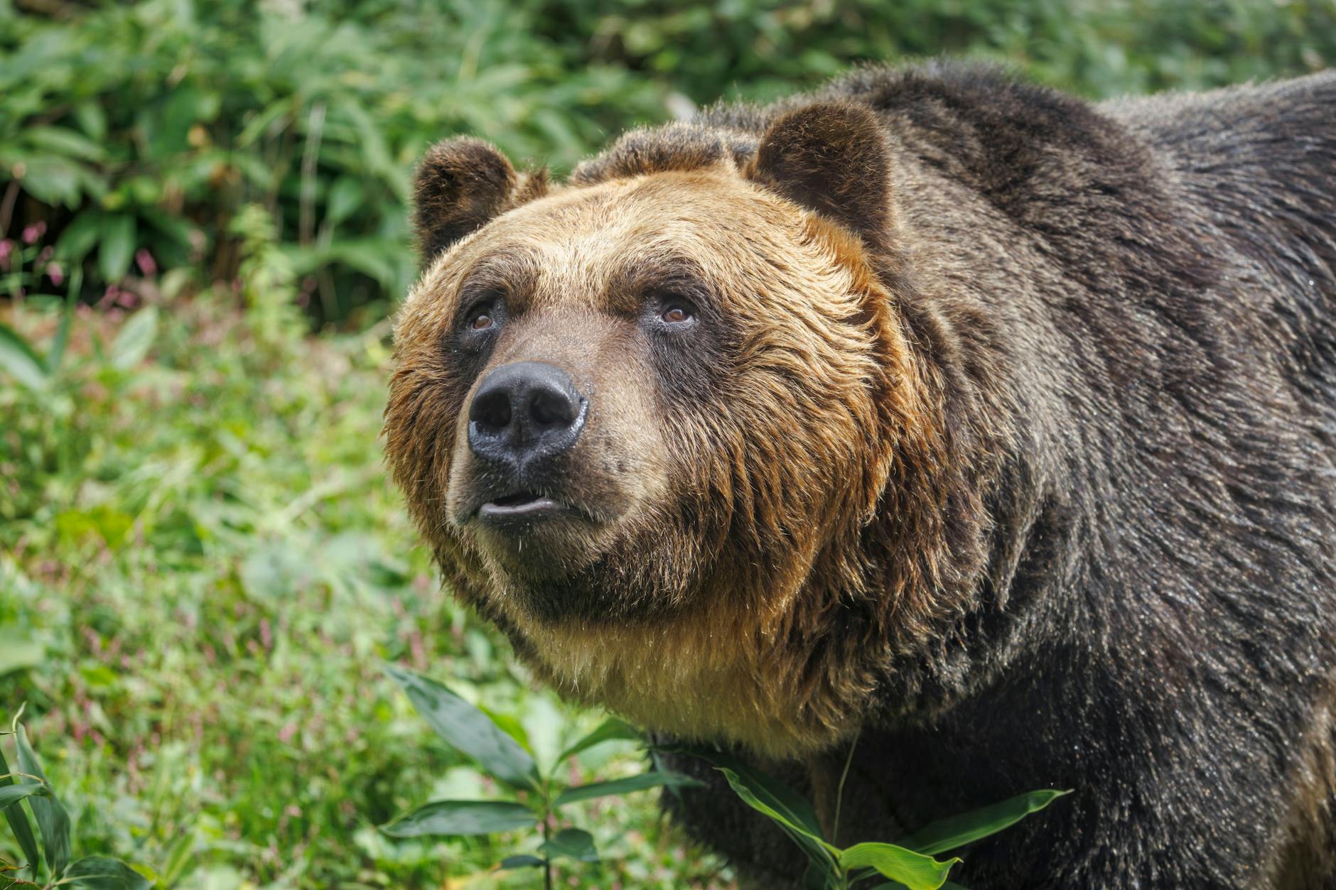 Braunbär auf der japanischen Insel Hokkaido. 2023 lebten auf der Insel rund 11.600 dieser Tiere.