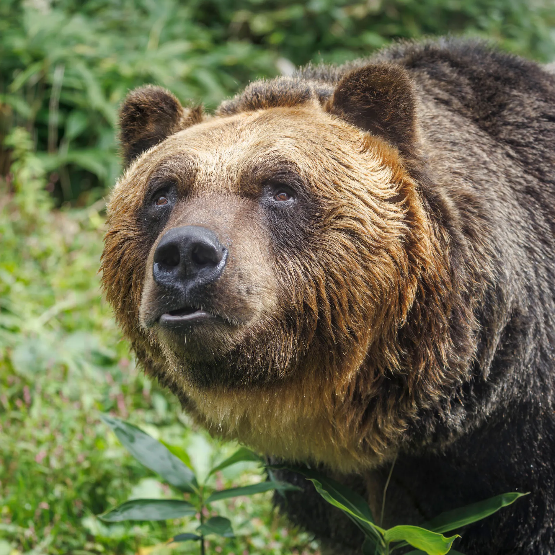 Braunbär zerrt Wanderer in den Wald