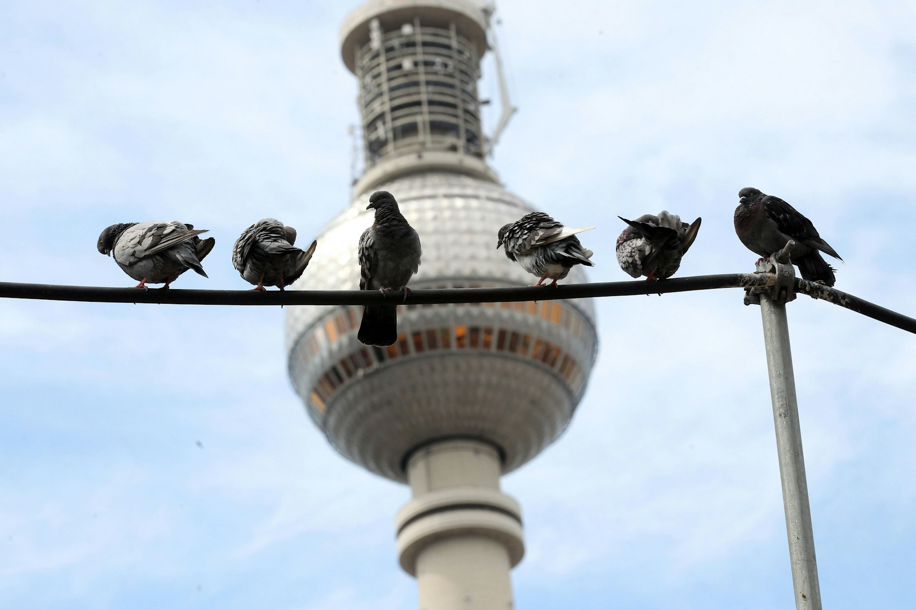 In Berlin gibt es unzählige Tauben - und sie sind nicht die beliebtesten Tiere. In Hellersdorf wurde jetzt einer der Vögel abgeschossen, das sorgte für einen Polizeieinsatz.