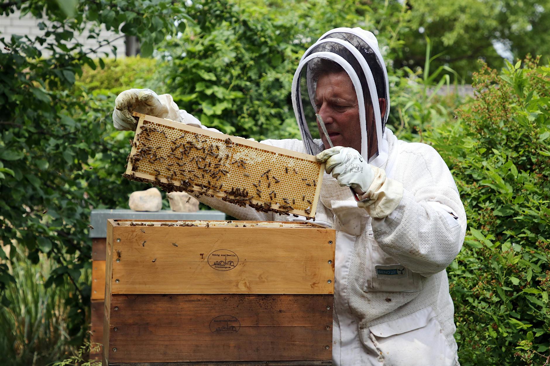 Gefahr für Wildbienen: Nabu ist gegen Bienenzucht durch Hobby-Imker
