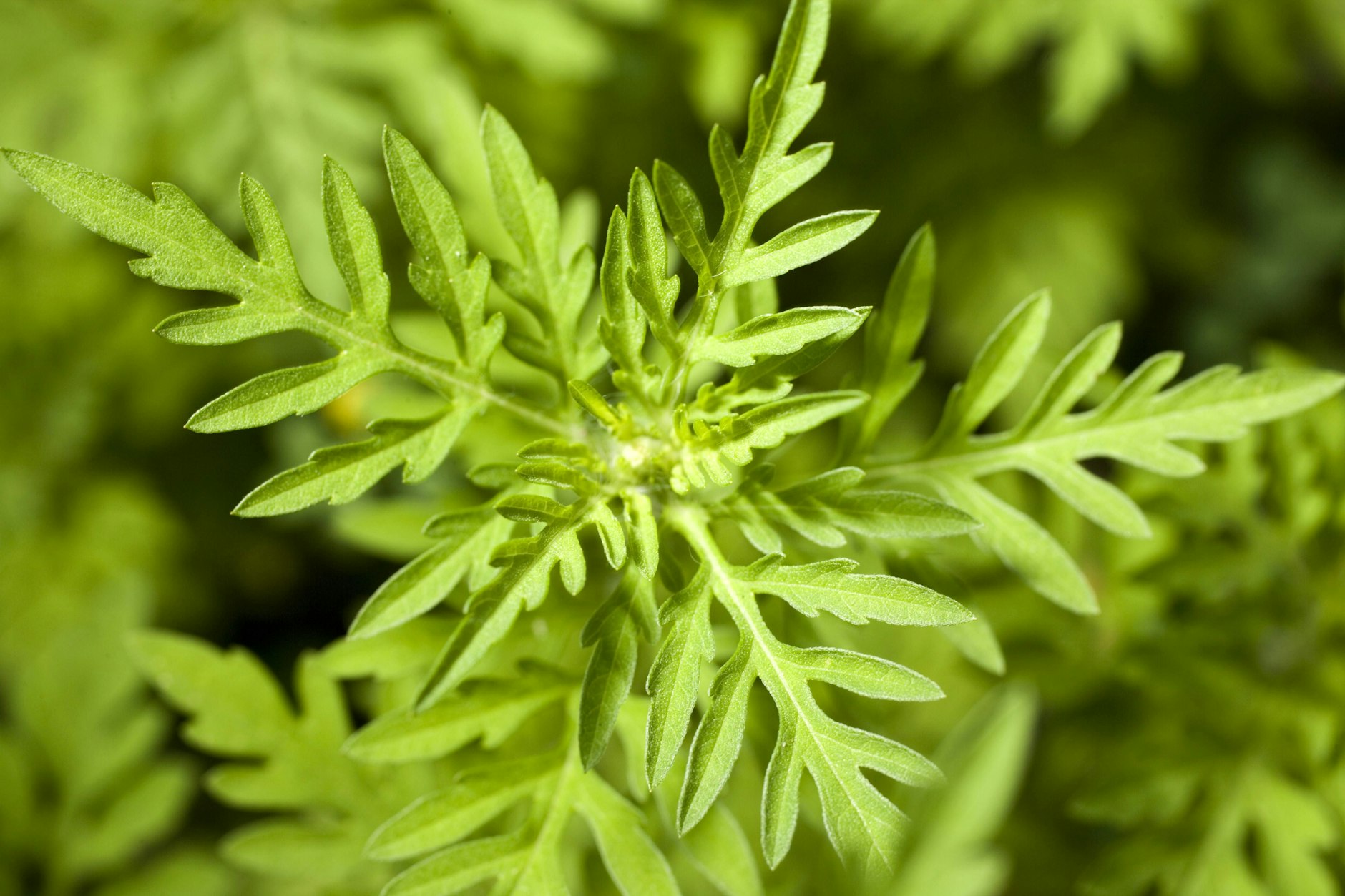 Für Allergiker kann die Beifuß-Ambrosie zum Problem werden.