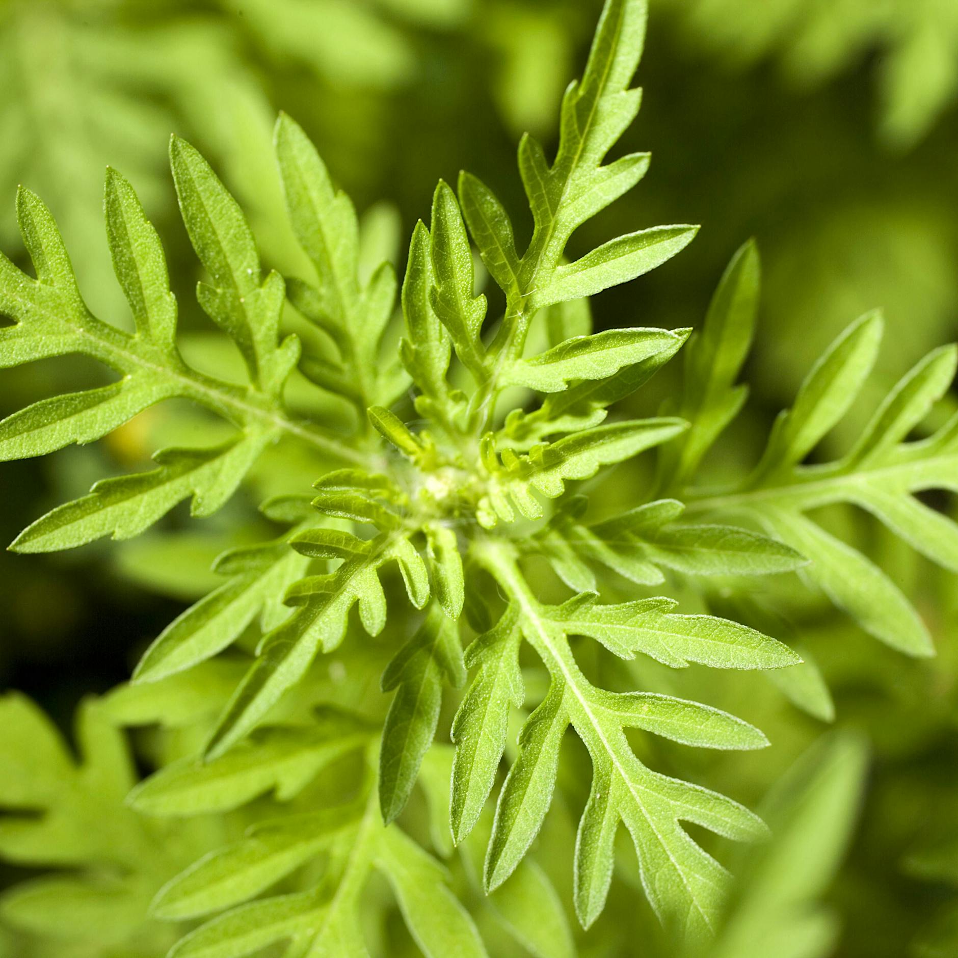 Beifuß-Ambrosie: Invasive Art macht Allergikern das Leben bis November schwer