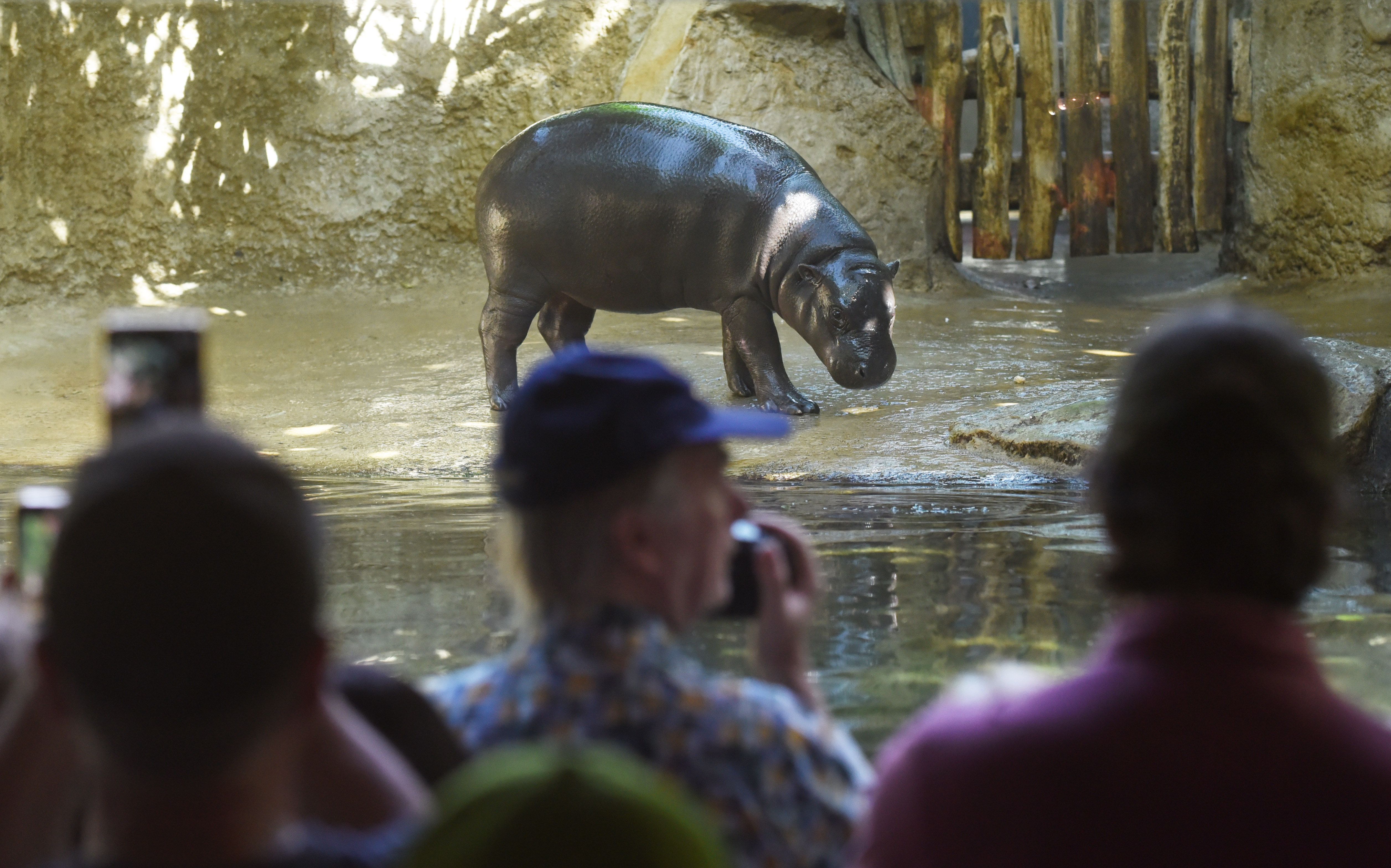Letzte Chance für Hippo-Fans! Zoo-Star Toni noch bis Sonntag in Berlin