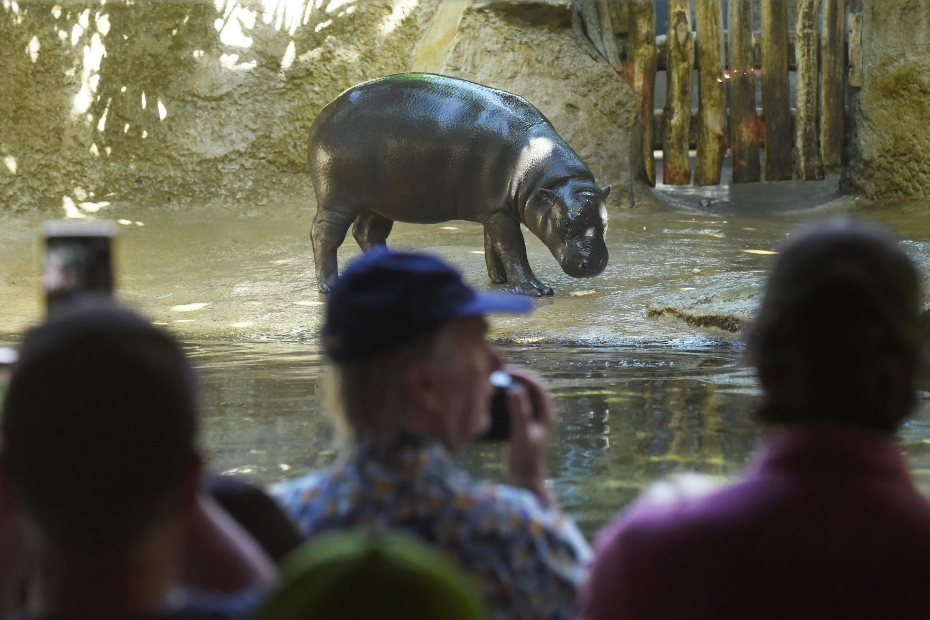 Abschied von Zwergflusspferd-Mädel Toni: Im Berliner Zoo herrscht großer Besucher-Ansturm vor dem Gehege.
