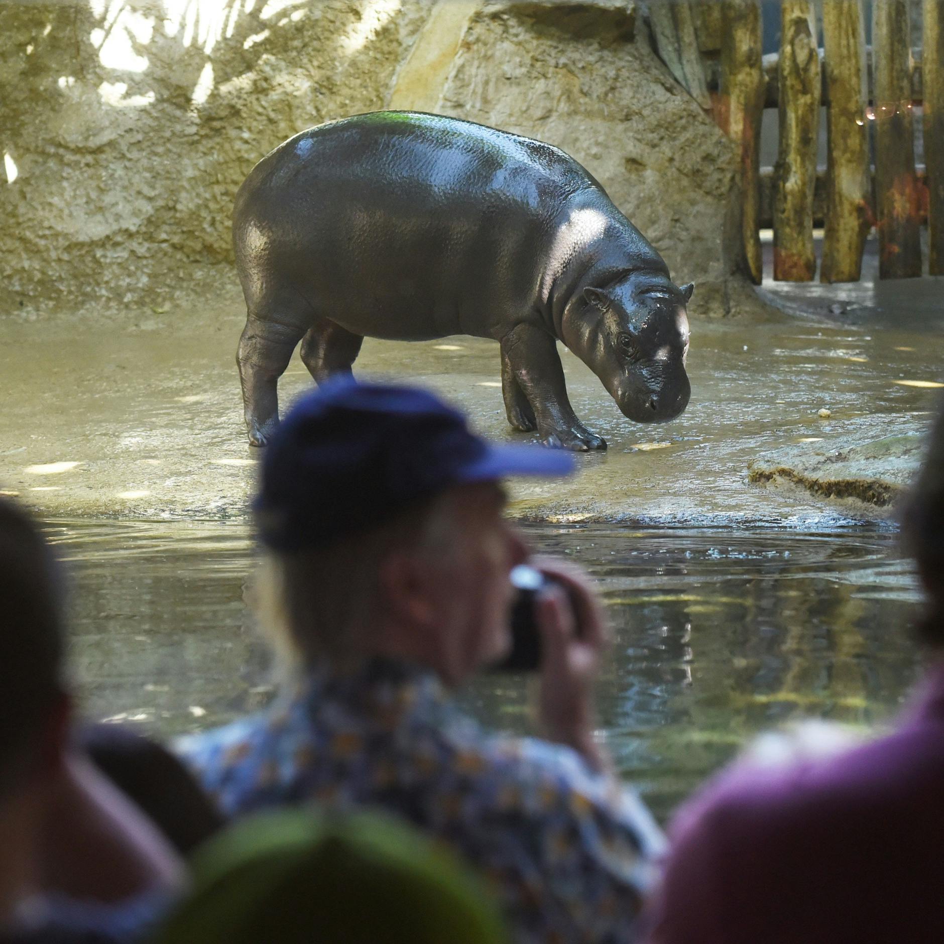 Letzte Chance für Hippo-Fans! Zoo-Star Toni noch bis Sonntag in Berlin