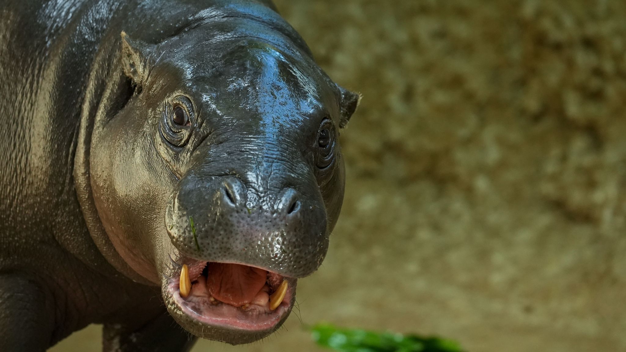 Image - Berliner Hippo-Baby weg! Das erwartet Zoo-Star Toni in Frankreich