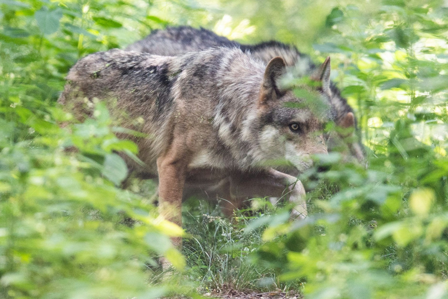 Über den Abschuss von Wölfen wird in Deutschland heftig debattiert.