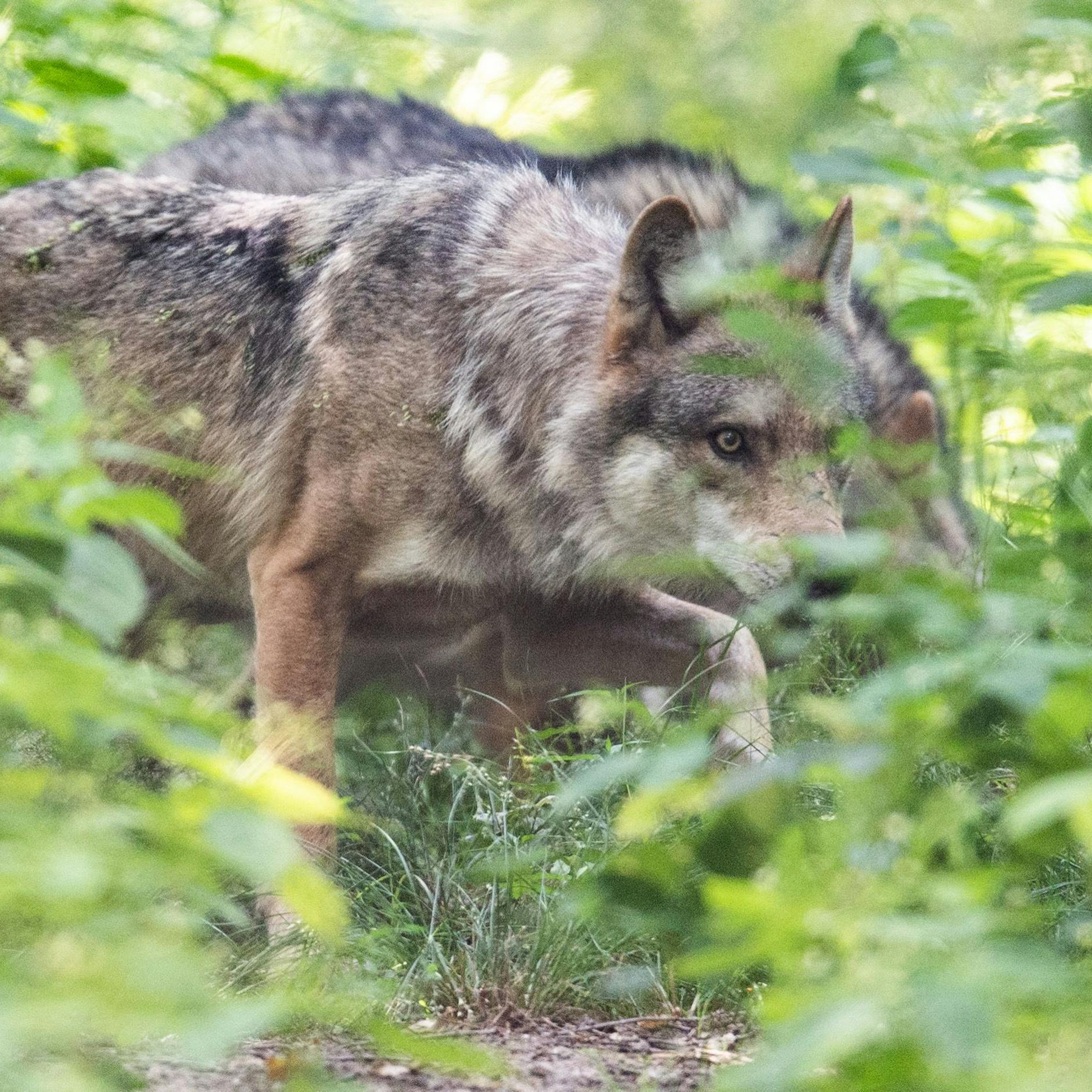 Image - Nabu wirft Berliner Senat Verbreitung von „Fake News“ zu Wölfen vor: Behörde äußert sich