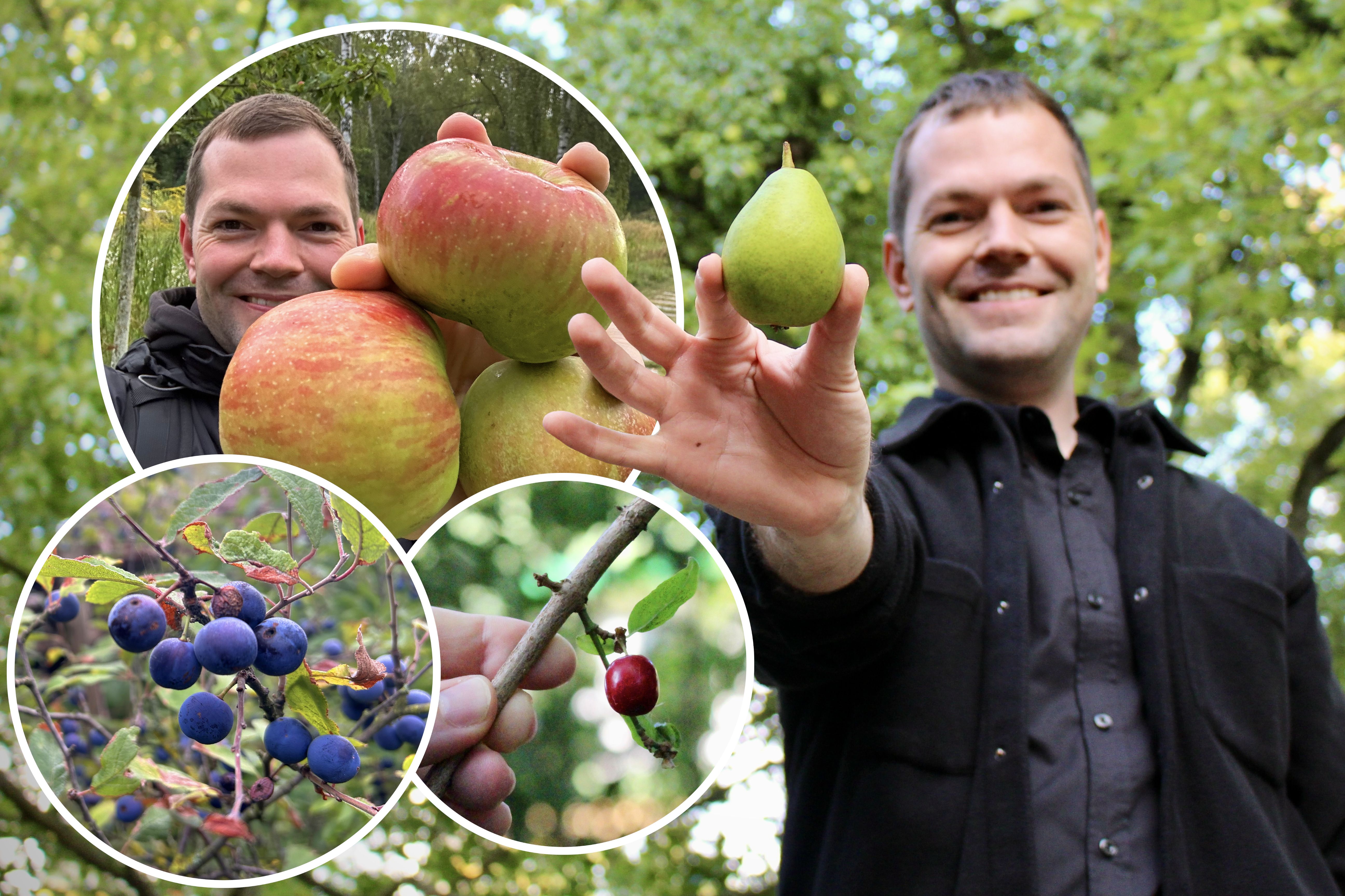 Jagd nach Gratis-Obst: Nicht mal richtig klauen kann man in Berlin!