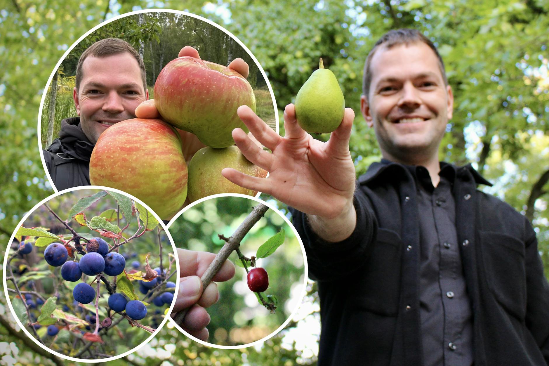 Wird man in Berlin fündig, wenn man nach Gratis-Obst im Straßenland sucht? KURIER-Reporter Florian Thalmann hat es ausprobiert.