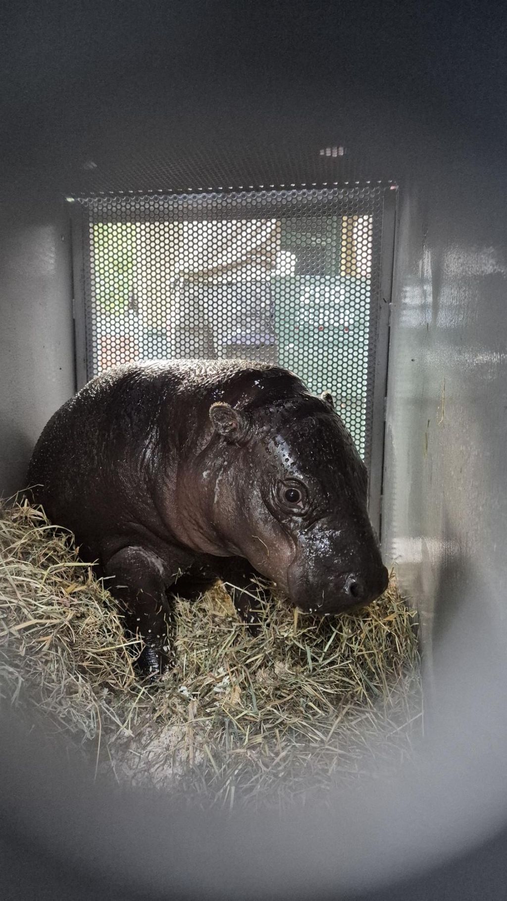 Hippo-Umzug: Weg aus Berlin – Zoo-Star Toni ist jetzt Französin!