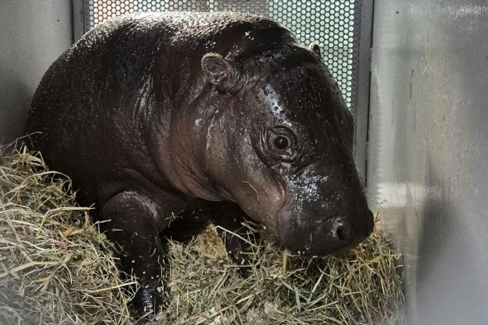 Zwergflusspferd Toni aus dem Zoo Berlin in der TRansportbox. In dieser reiste das Hippo-Mädel nach Frankreich.