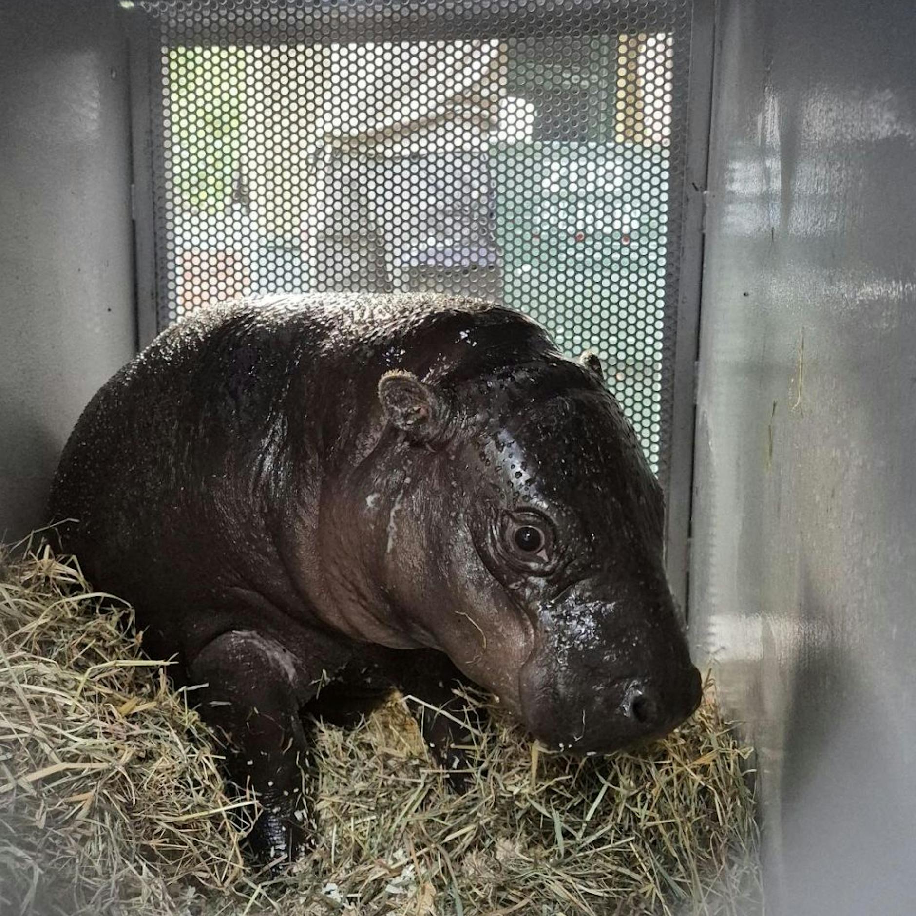 Hippo-Umzug: Weg aus Berlin – Zoo-Star Toni ist jetzt Französin!