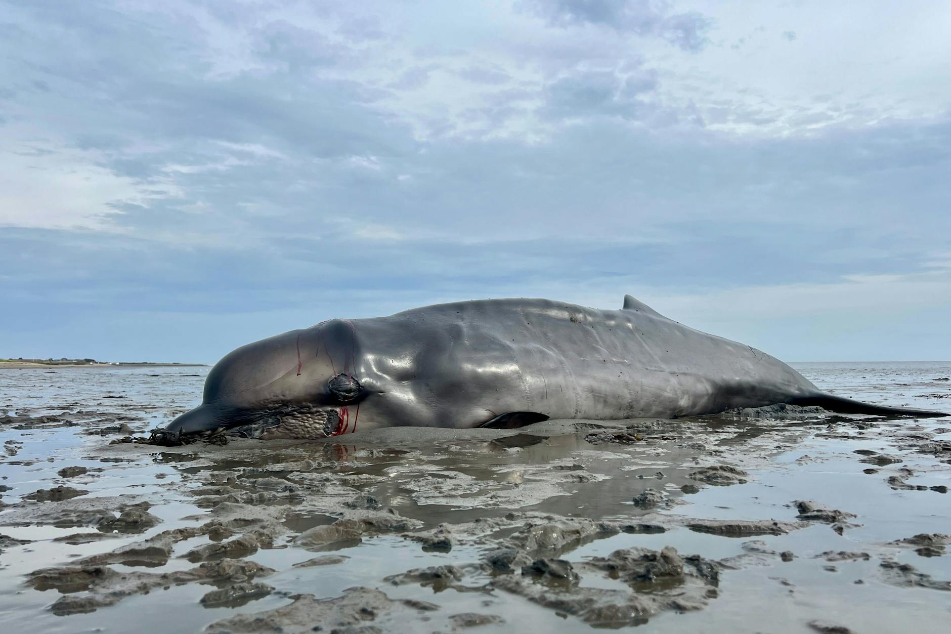 Der Wal war nicht mehr zu retten.