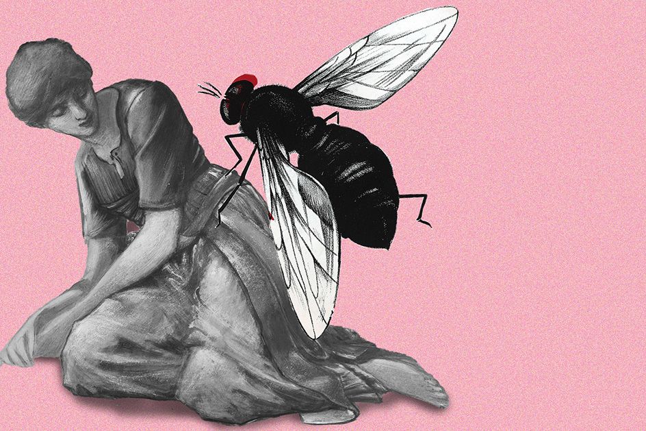 Uni-Prof erklärt: Darum landen Fliegen so gern auf Menschen