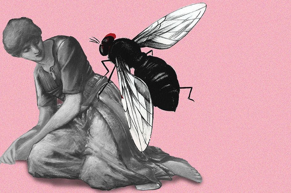 Fliegen nerven – vor allem, wenn sie auf uns landen.