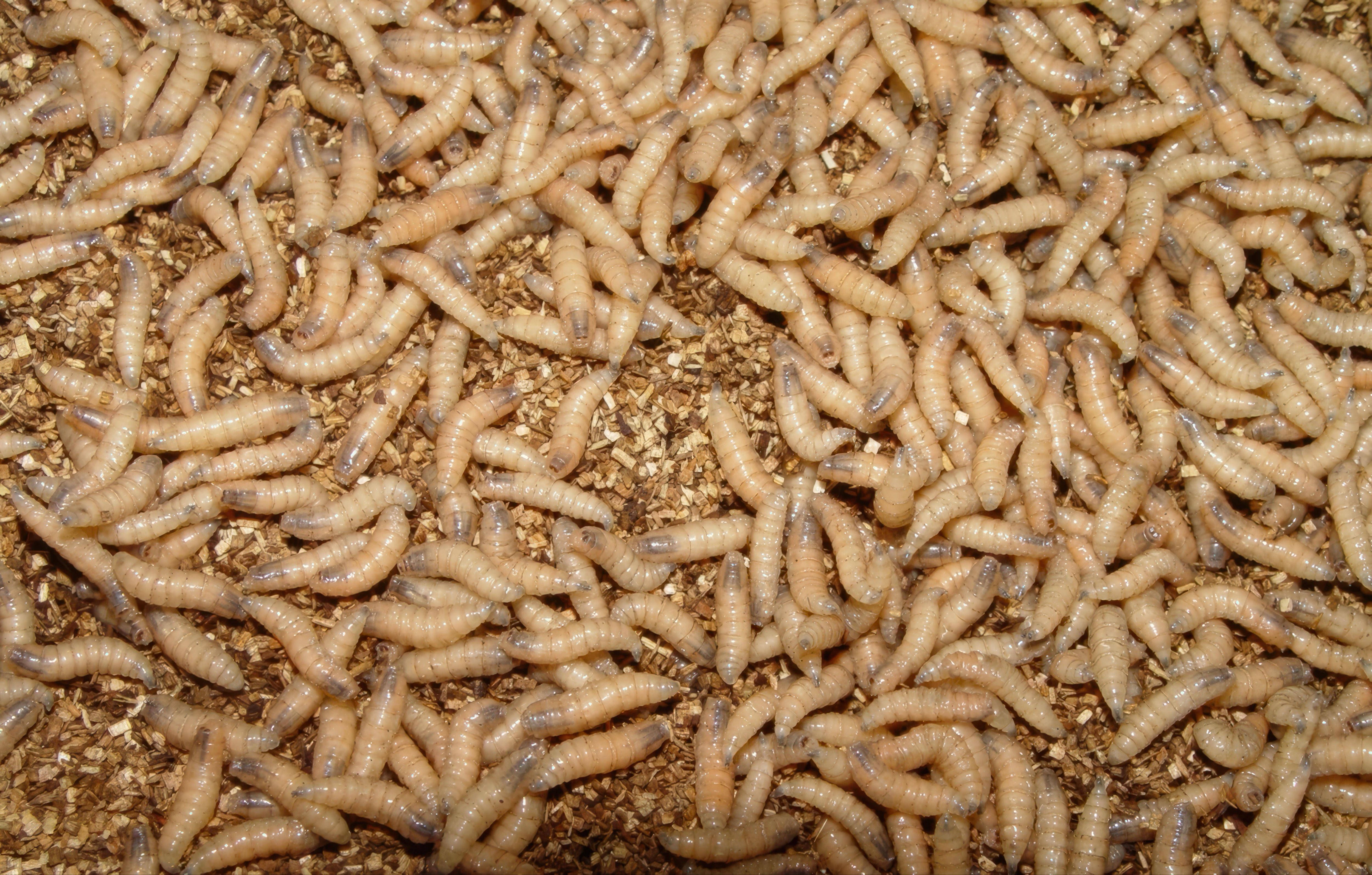 Image - Frau infiziert sich mit fleischfressenden Würmern, Lebensgefahr!