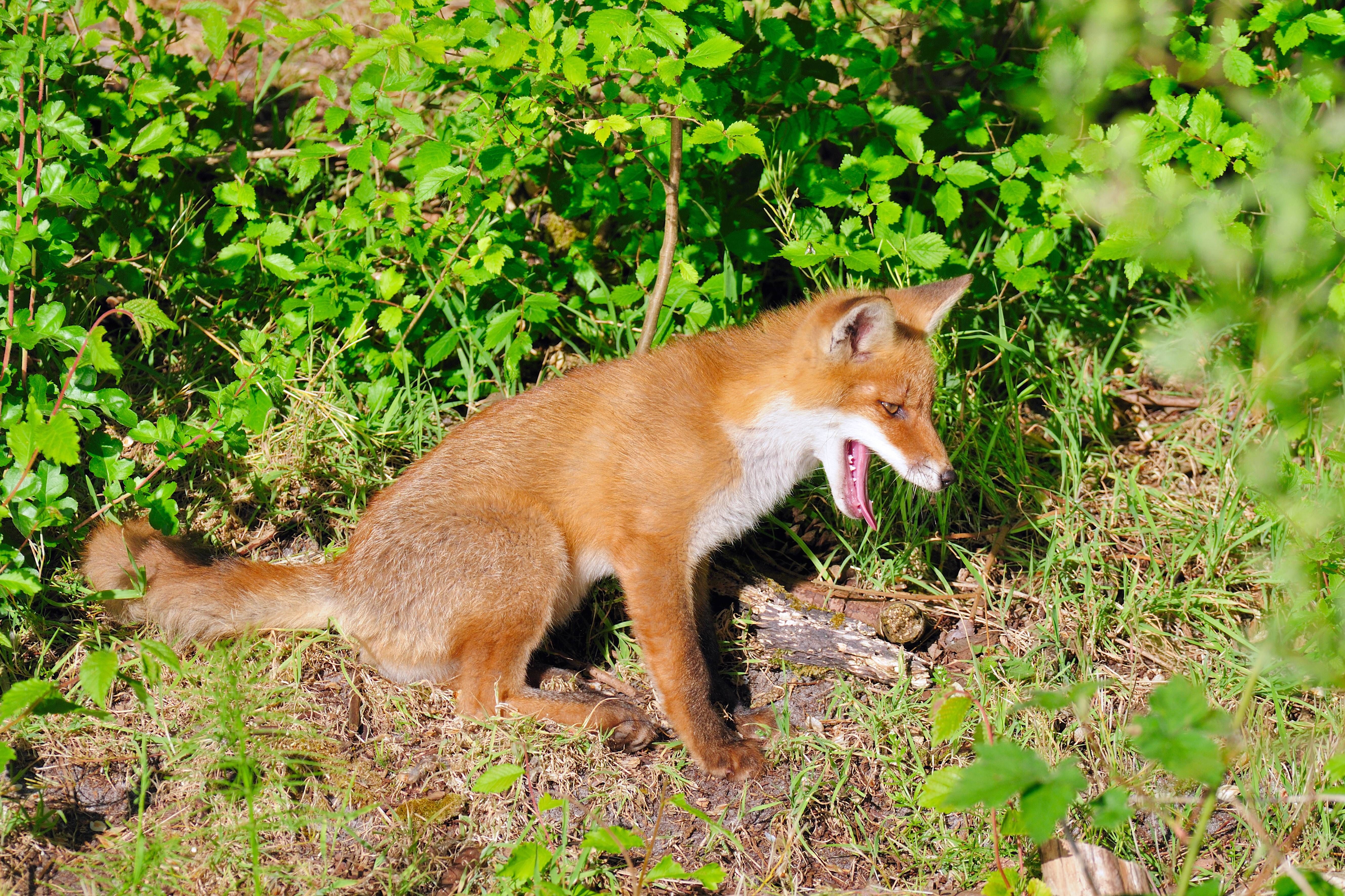 Nächtlicher Lärm: Warum bellen die Berliner Füchse auf einmal?