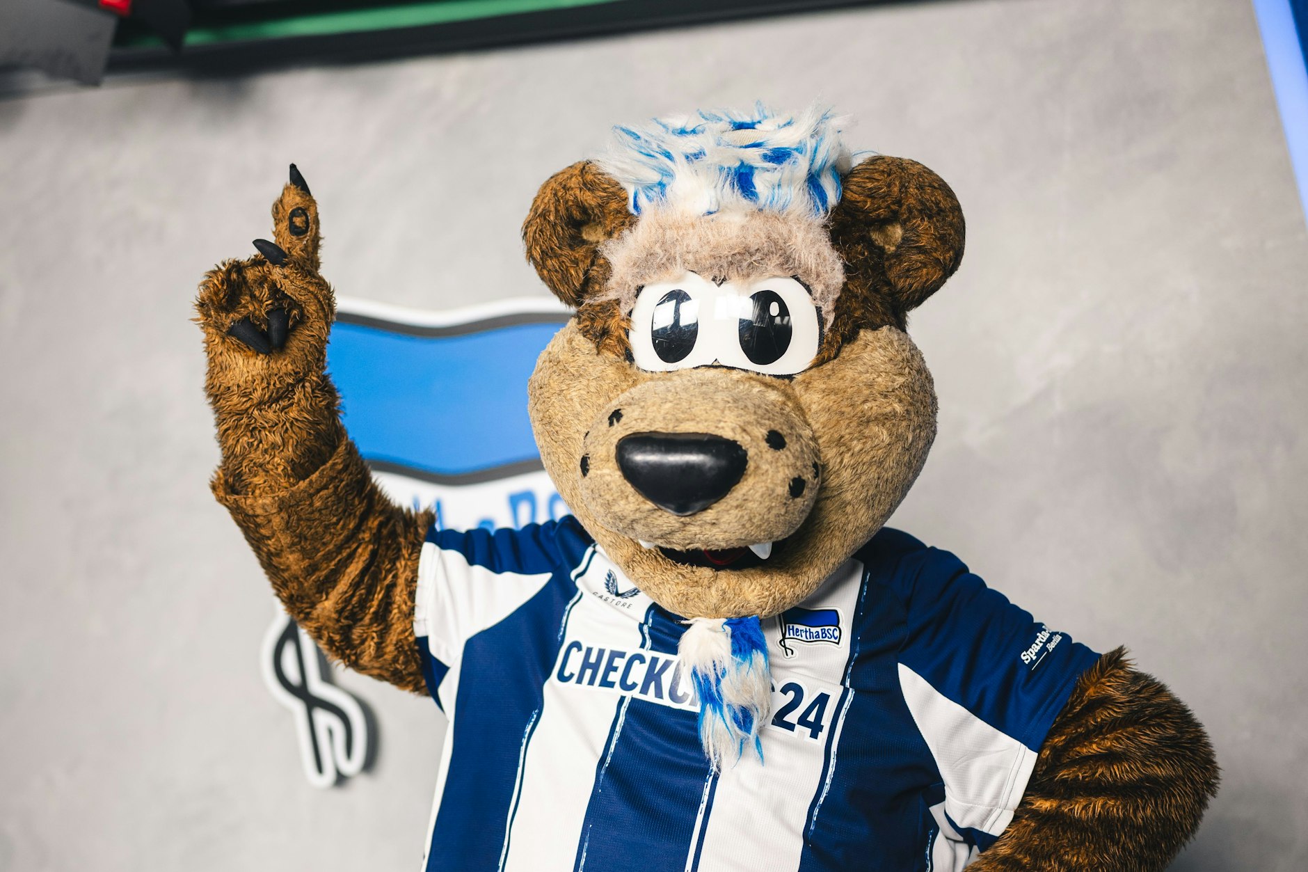 Bären-Ehrenwort! Nach der Länderspielpause geht es wieder aufwärts mit Hertha BSC.