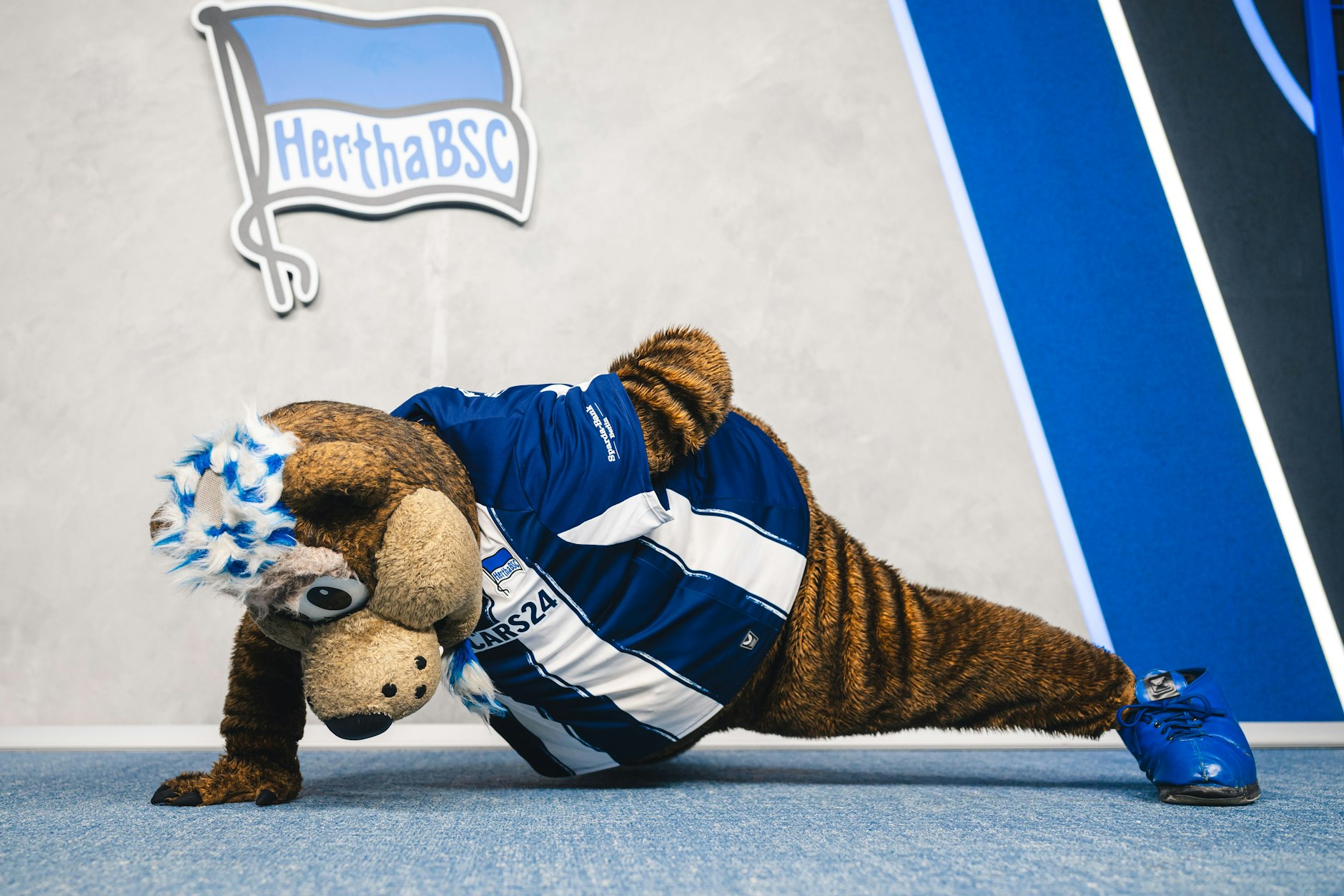 Herthinho macht es vor: Die Spieler müssen hart trainieren, wie er es mit einhändigen Liegestützen vormacht.