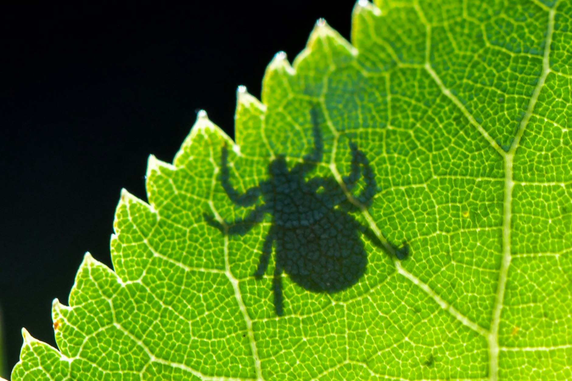 Im Gegenlicht ist der Schatten einer Zecke auf einem Blatt zu sehen.