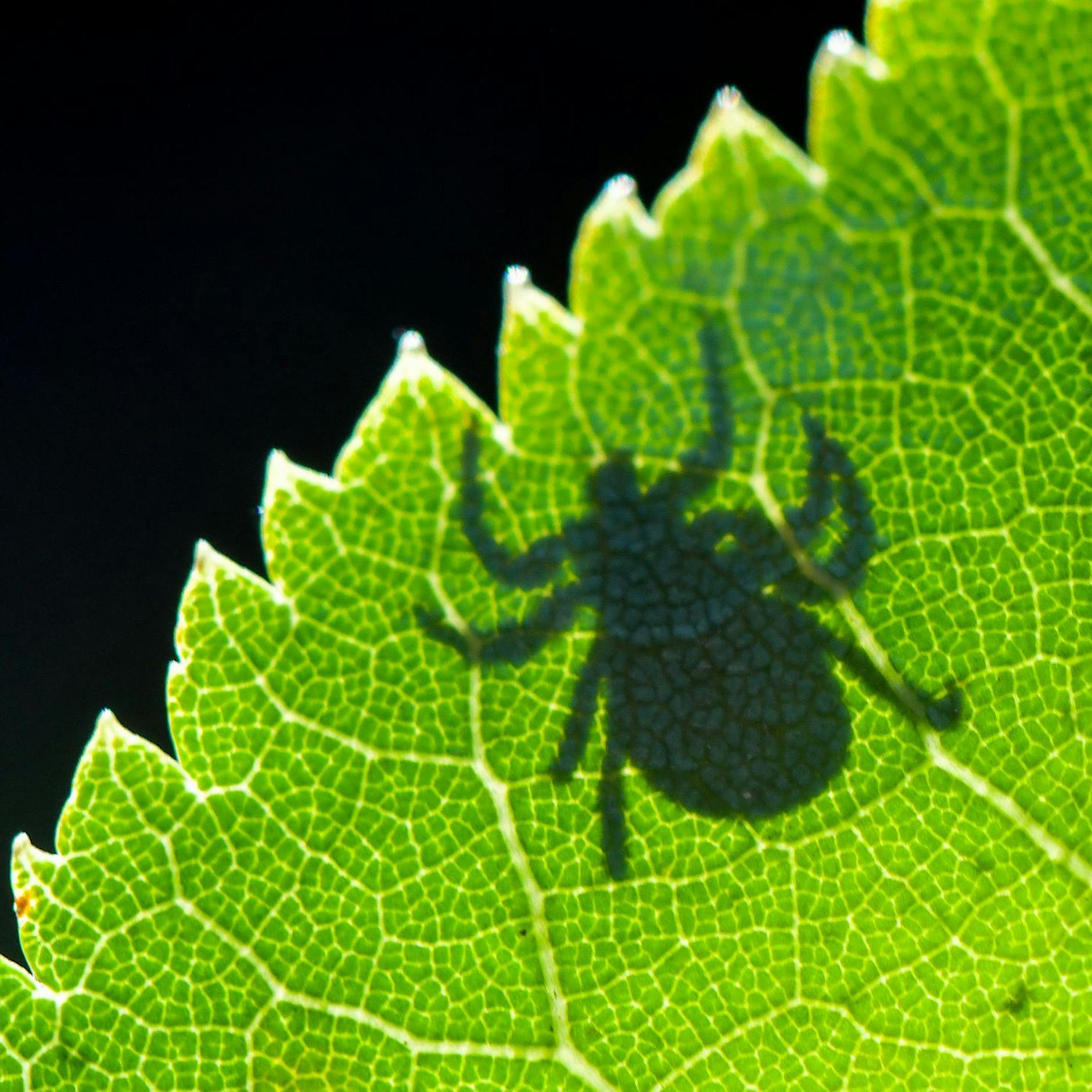 Achtung, Borreliose: Pilz-Saison ist Zecken-Zeit – diese Gefahr lauert im Unterholz