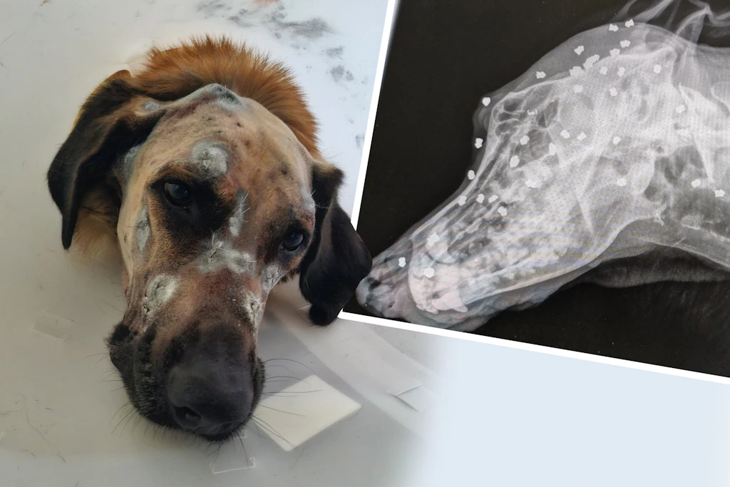 Irrer Tierquäler schießt 40 Mal auf süßen Hund Keks – er überlebt!