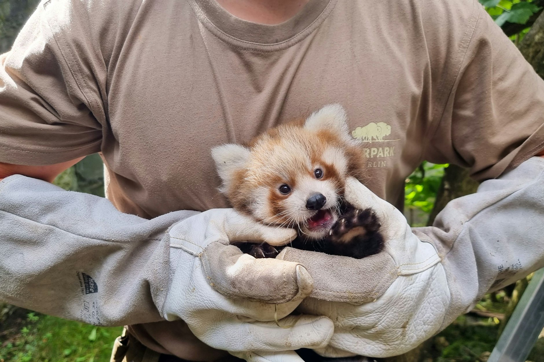 Im Berliner Tierpark sind zwei Rote Pandas geboren. Die Zwillinge kamen am 8. Juni zur Welt.