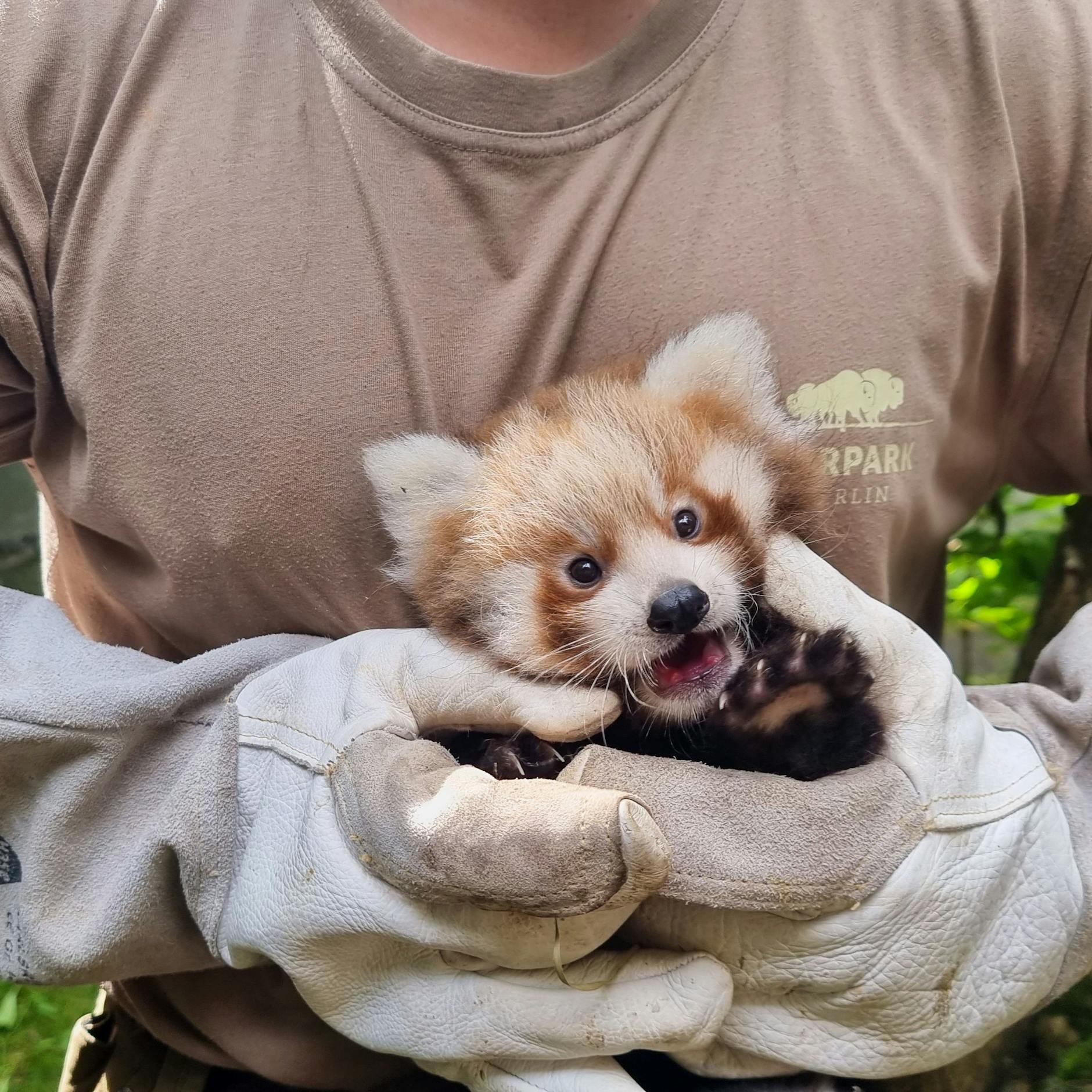 Image - Tierpark Berlin: 1. FC Union sucht Namen für Rote-Panda-Babys