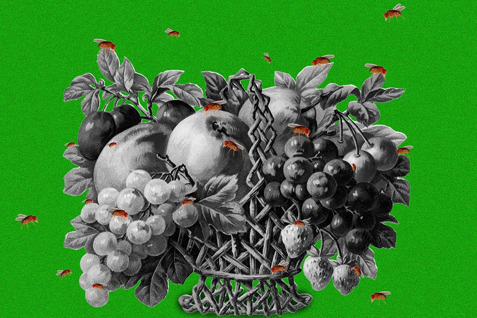 Profi-Tipps: So werden Sie Obstfliegen schnell wieder los
