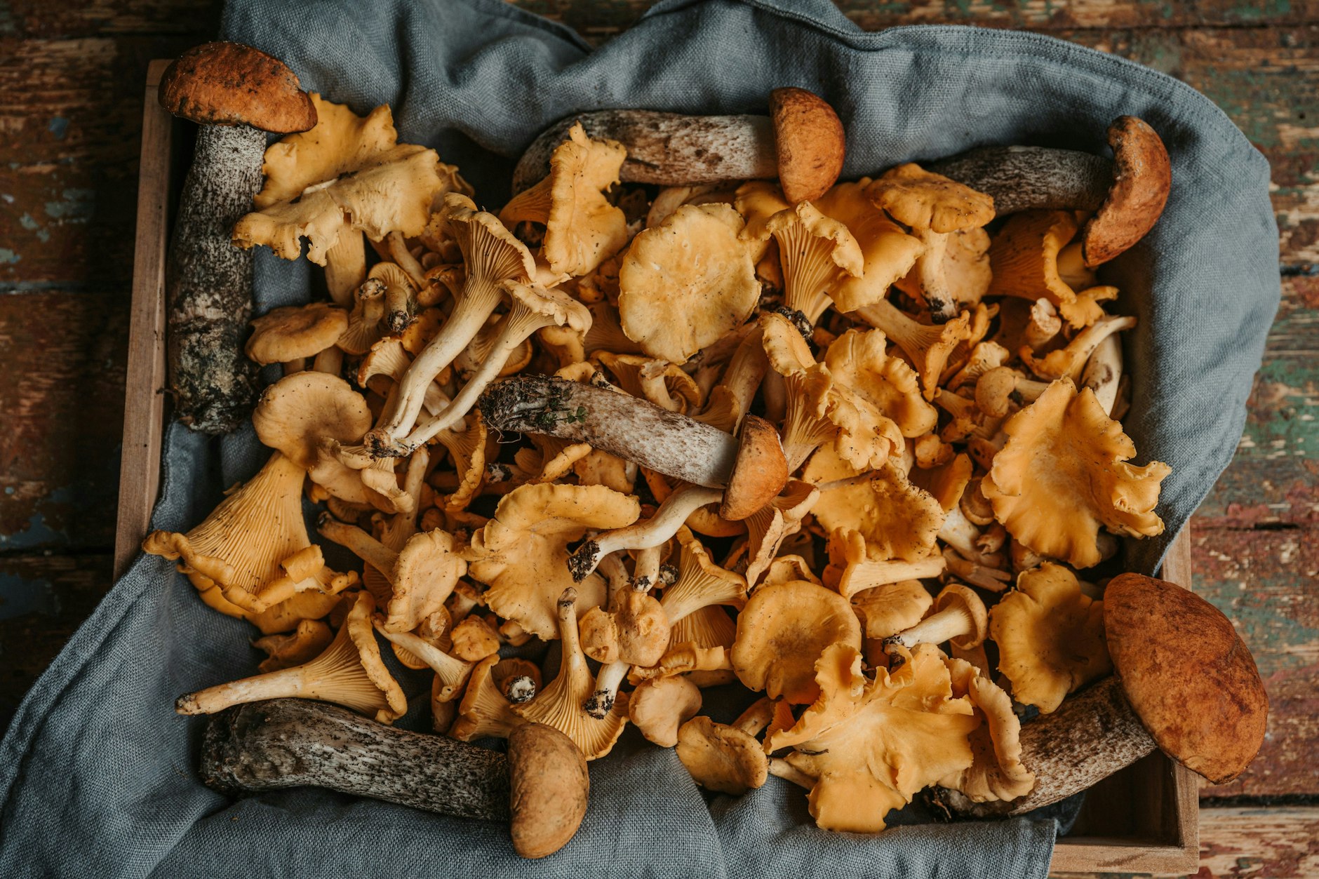 Fehlen nur noch die Nudeln: Waldpilze haben jetzt wieder Hochsaison.