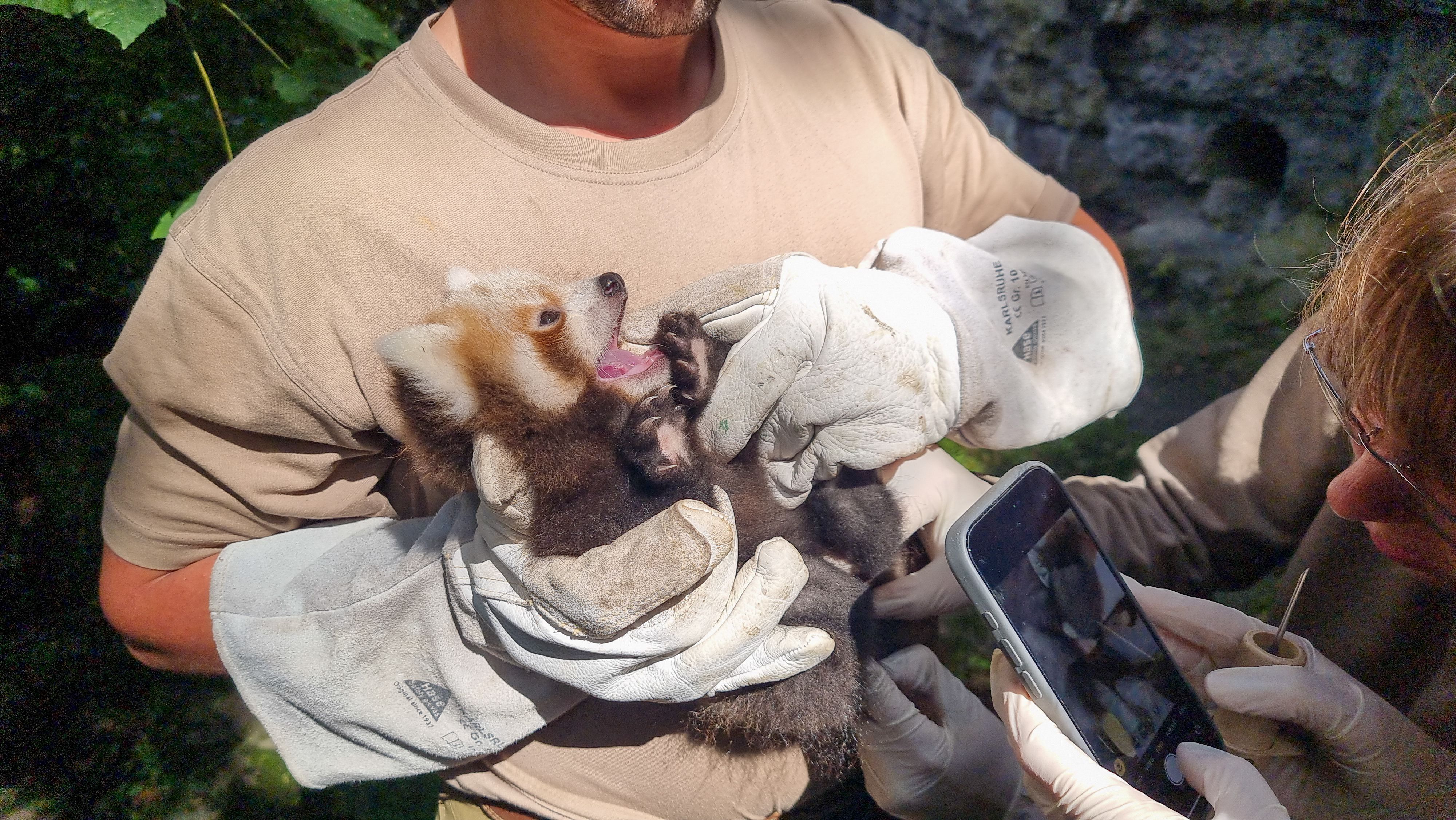 1. FC Union will Pandababys im Tierpark taufen – Berlin fiebert mit!