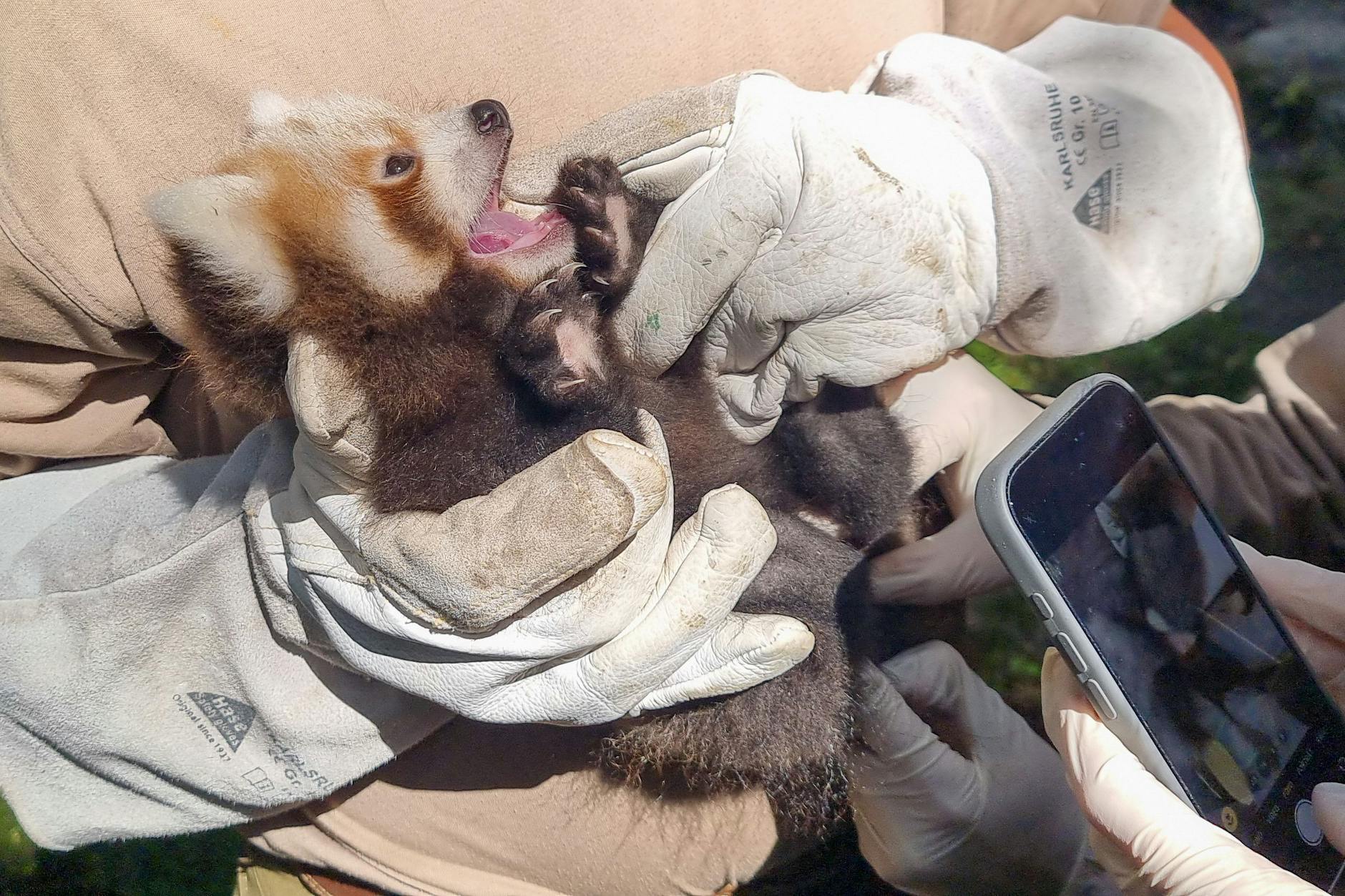 Die Roten Pandas im Tierpark in Friedrichsfelde sollen bald Namen bekommen. Bei der Suche hilft der 1. FC Union.