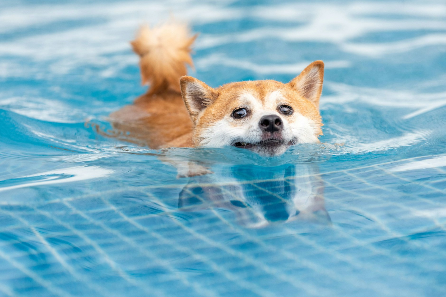 Berlins Hunde haben sehnsüchtig darauf gewartet: Endlich dürfen sie auch ins Schwimmbad! Am 20. und 21. September öffnen zwei Sommerbäder für die Vierbeiner der Stadt.