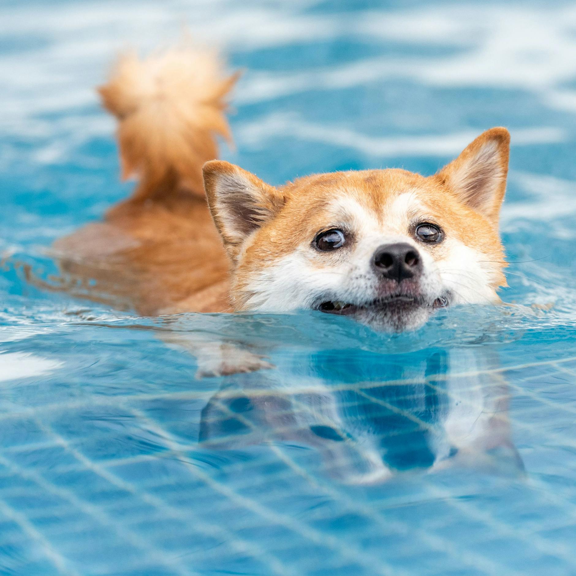 Berliner Hunde dürfen ins Schwimmbad! Termin, Ort, Preis: Alle Infos