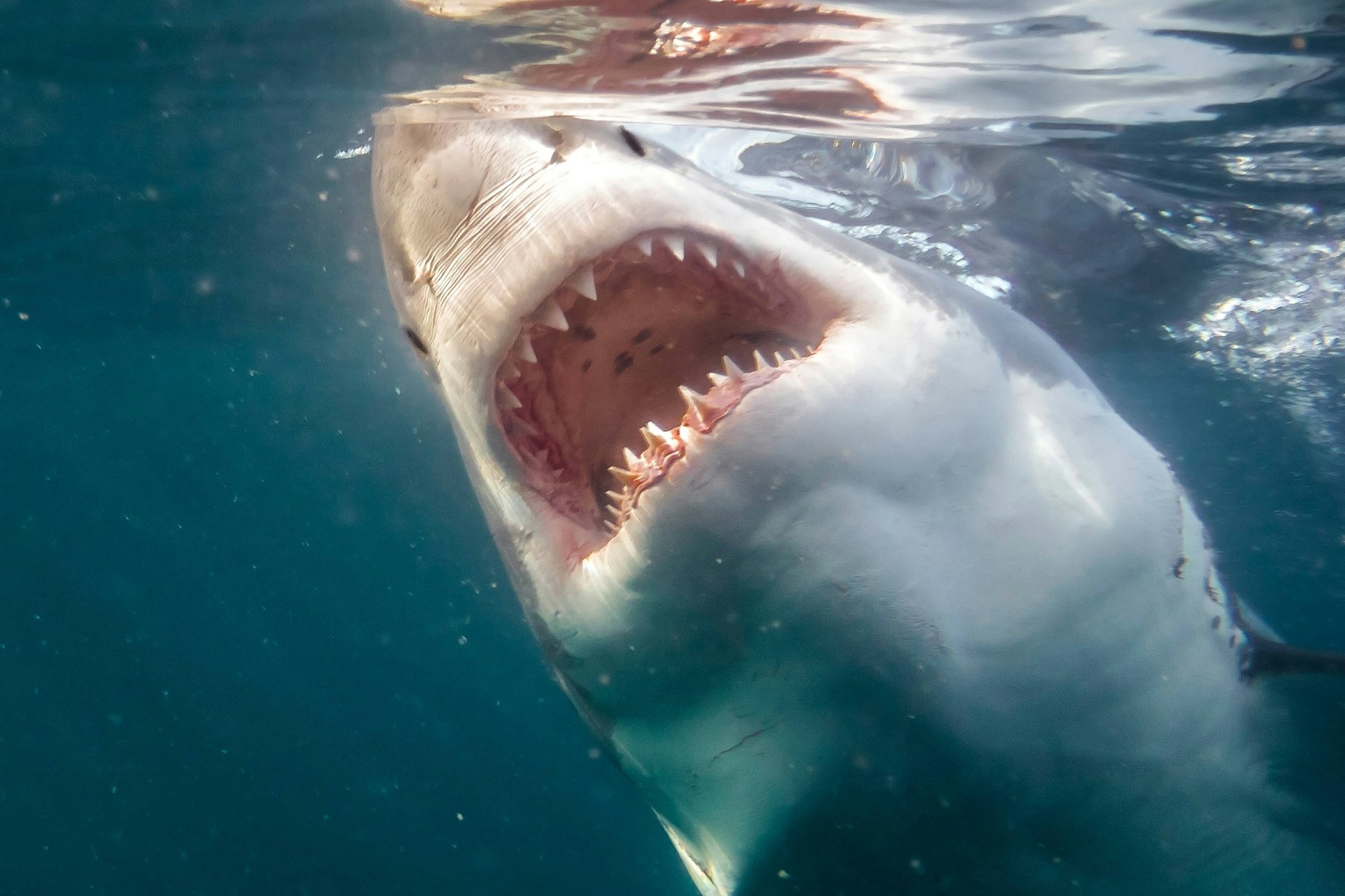 Ein Weißer Hai taucht auf! Er ist einer der gefährlichsten Haiarten in der australischen Region, in der der Surfer starb.