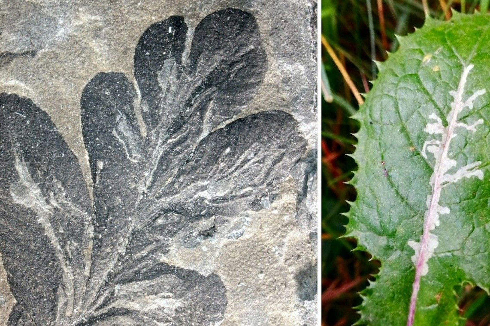 Links: die ältesten bekannten Blattminen (Asteronomus maeandriformis) der Erdgeschichte aus dem Perm von Thüringen. Rechts: Blattminen der Minierfliege Liriomyza an einer Gänsedistel.