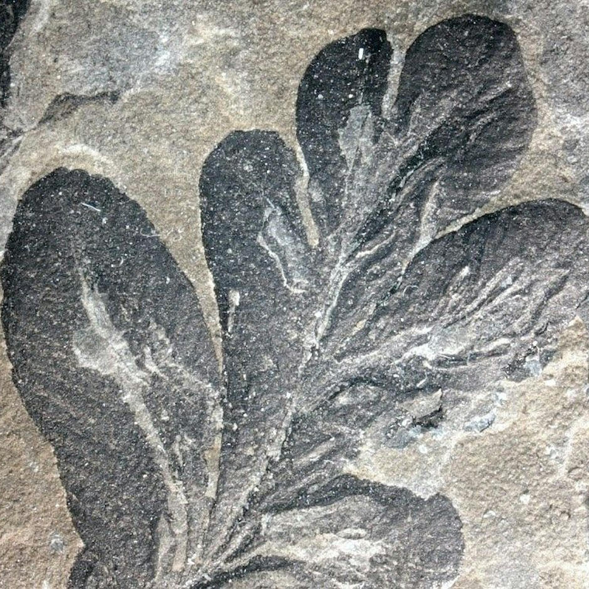 Erste Insektenplage der Erdgeschichte: 295 Millionen Jahre alte Spuren gefunden