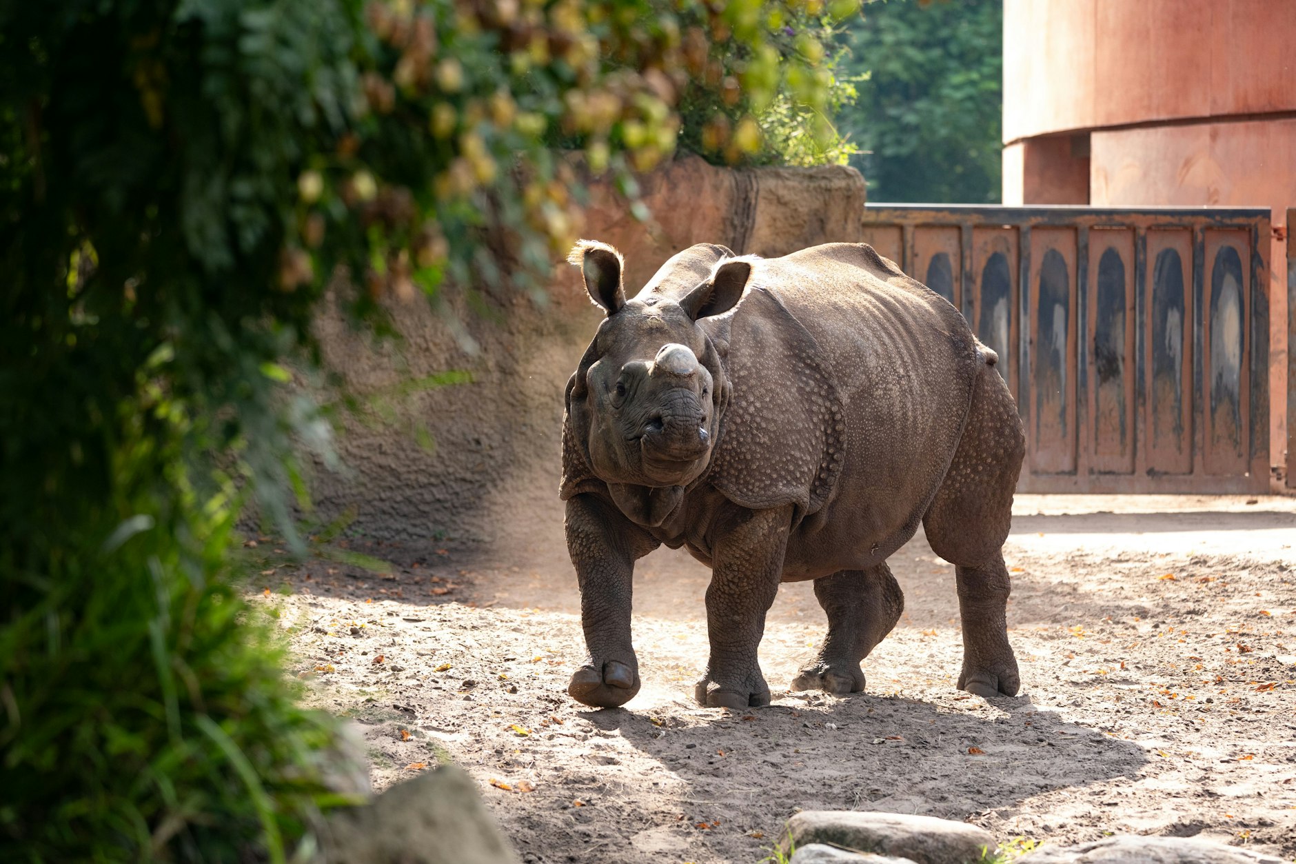 Panzernashorn-Weibchen Karuna erkundet im Zoologischen Garten Berlin ihr neues Revier.