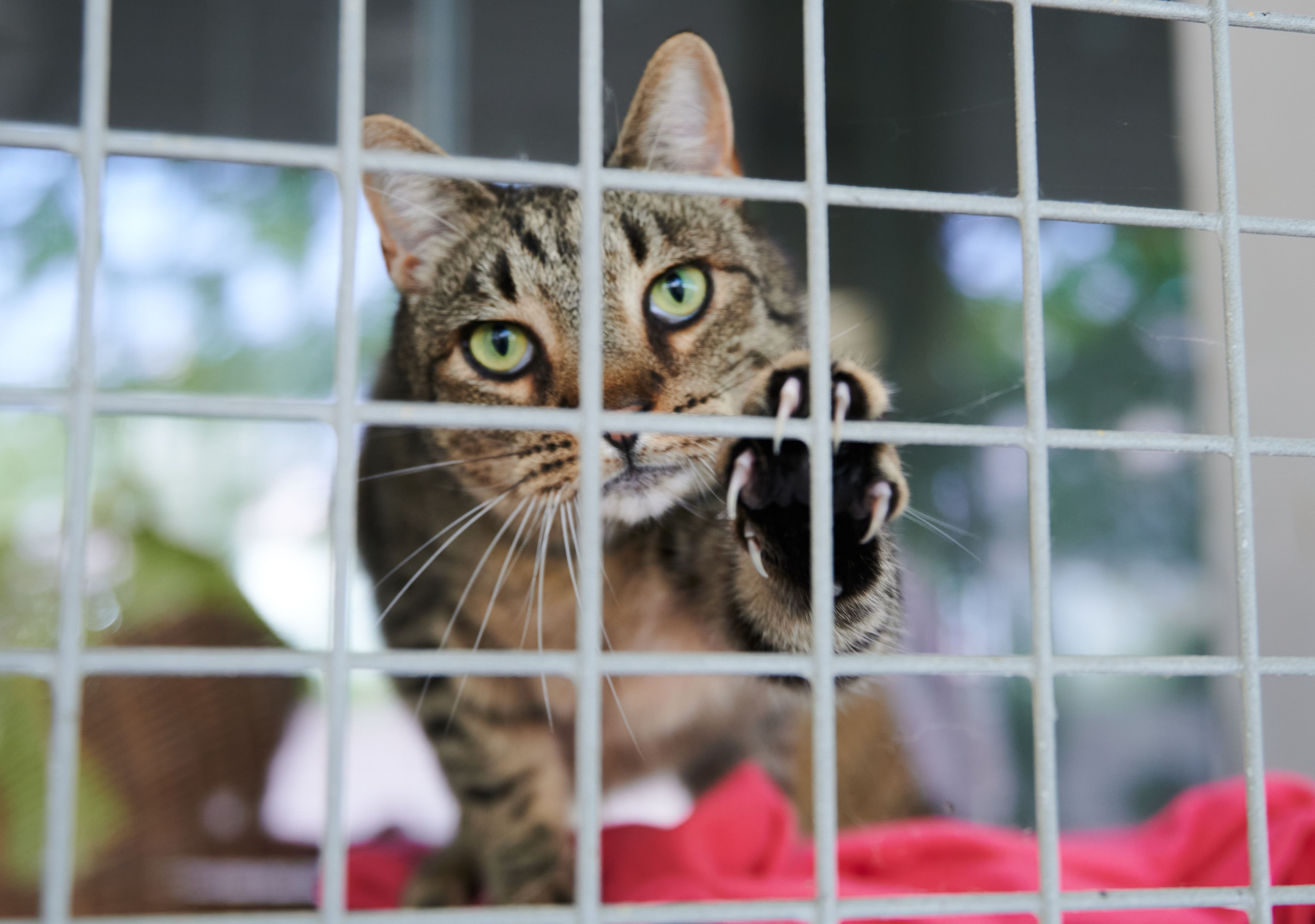 Schock im Tierheim: Hunderte Tiere verloren im Sommer ihr Zuhause!