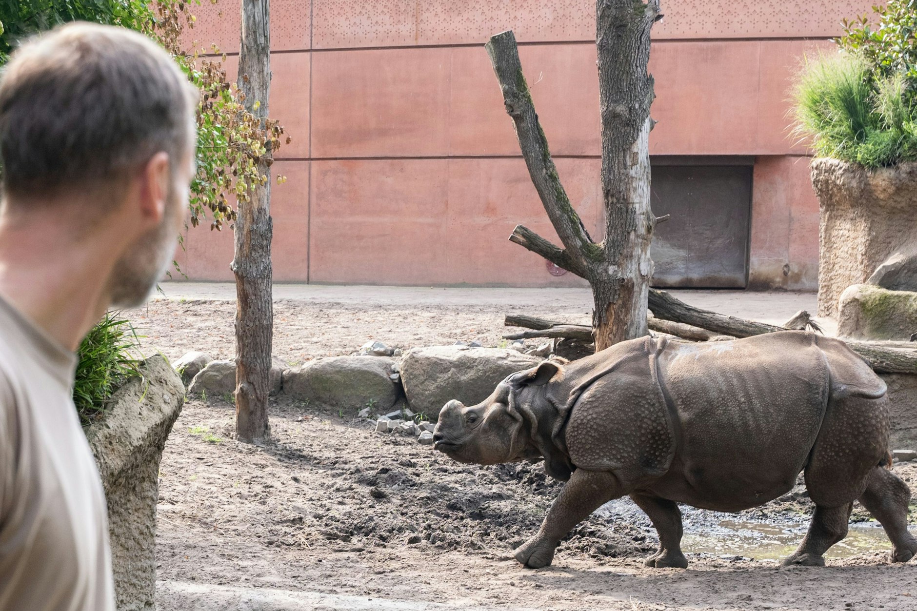 Das jüngste Schwergewicht von Berlin: Panzernashorn-Mädchen Karuna kam vor wenigen Tagen in die Stadt, erobert nun sein neues Gehege im Zoo.