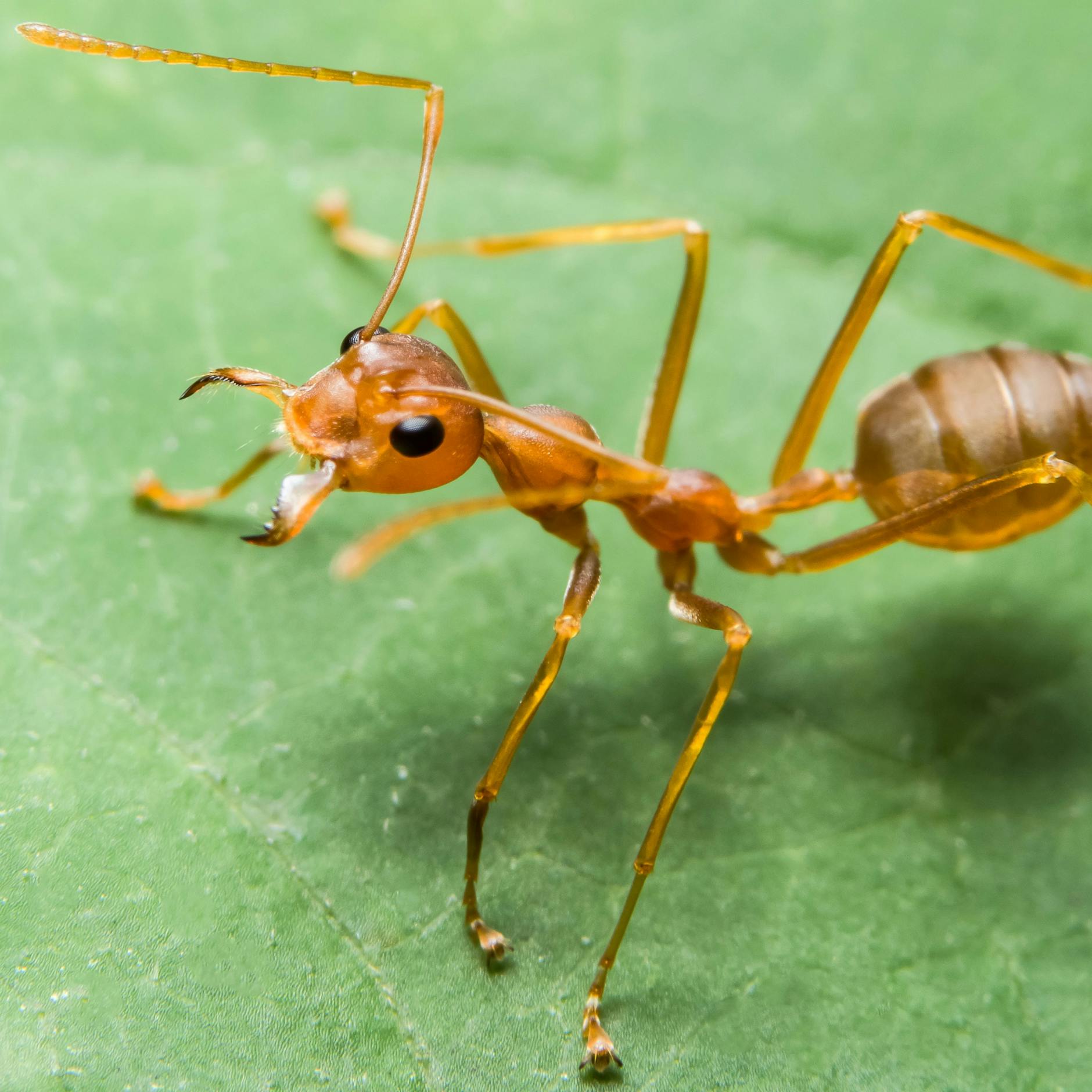 Image - Berlin-Lichterfelde: Ameisen stoppen 2500 Wohnungen – Einzug erst 2026