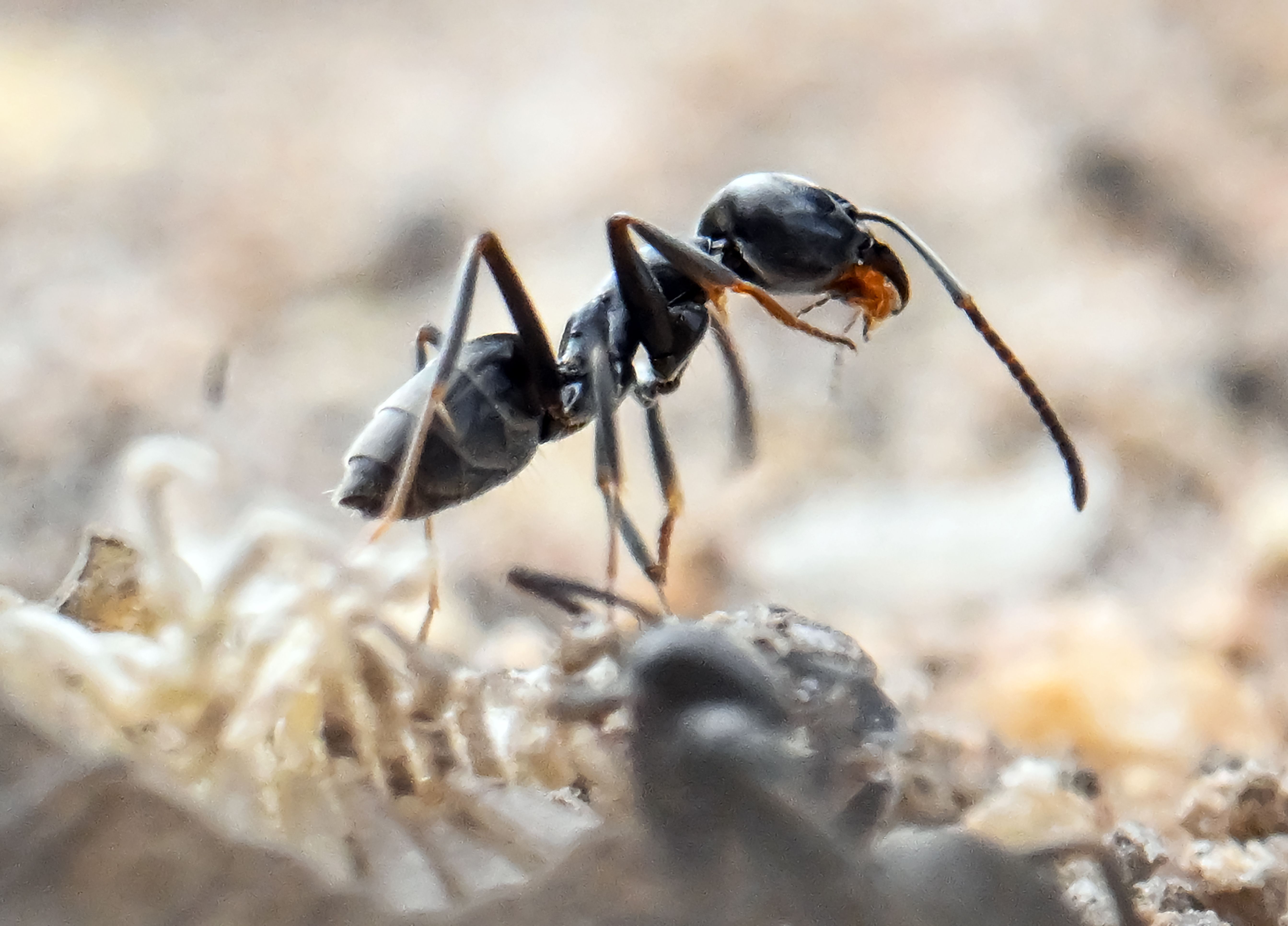 Amt sagt Nein zu Umsiedelung: Ameisennest legt Mega-Bauprojekt lahm