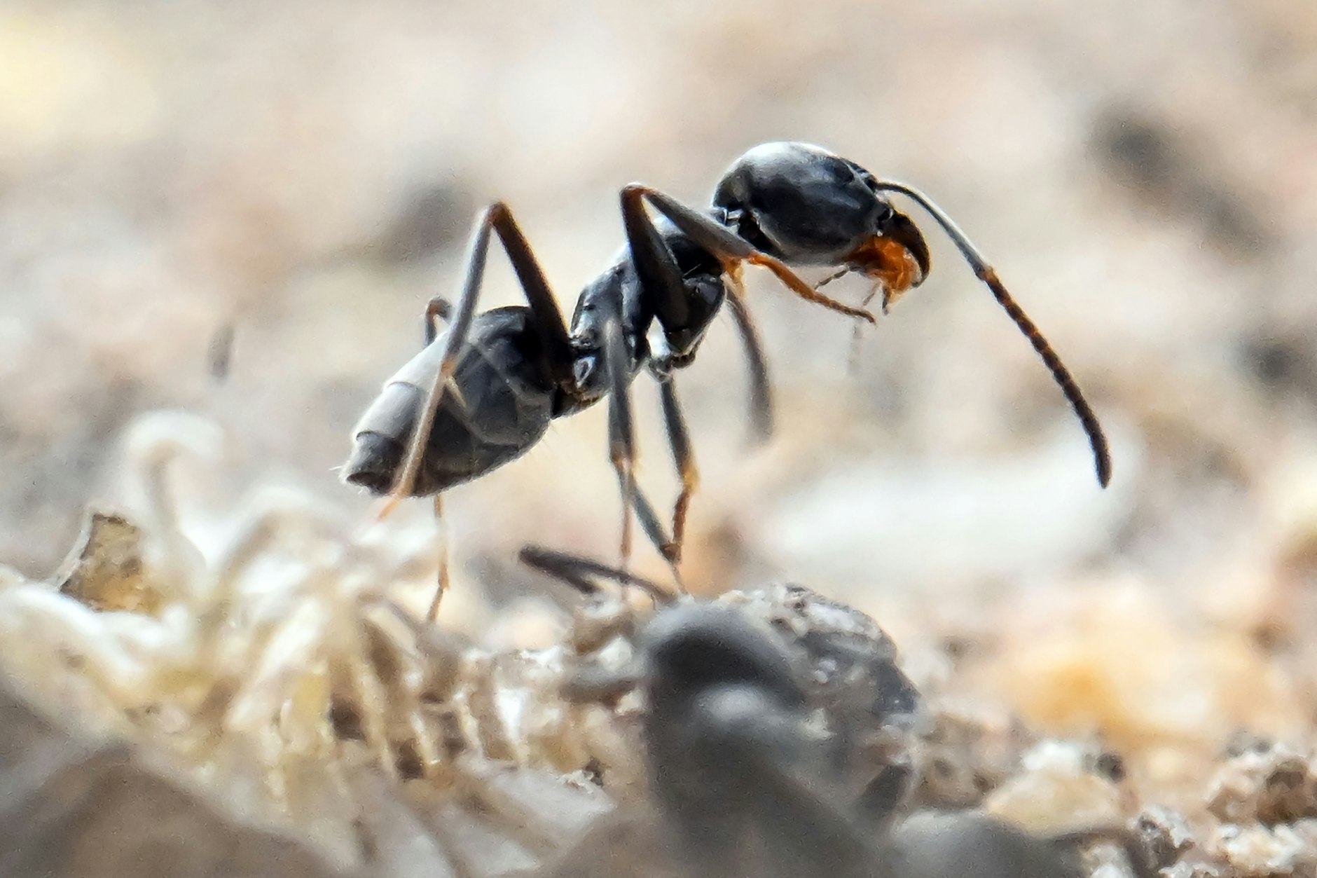 Eine Ameise erkundet die Welt.