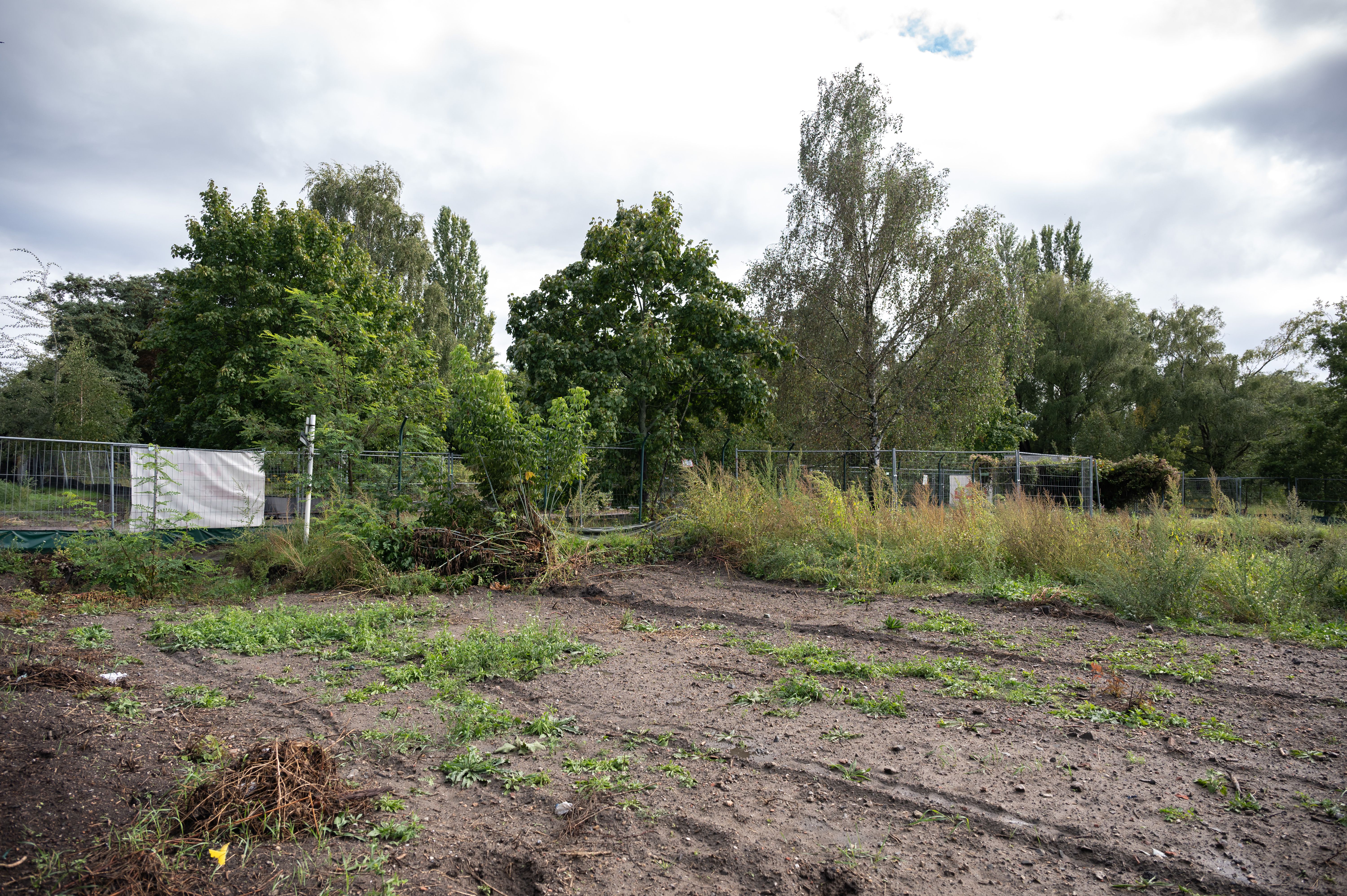 Ameisen bremsen Wohnungsbau – CDU spricht von einem Skandal